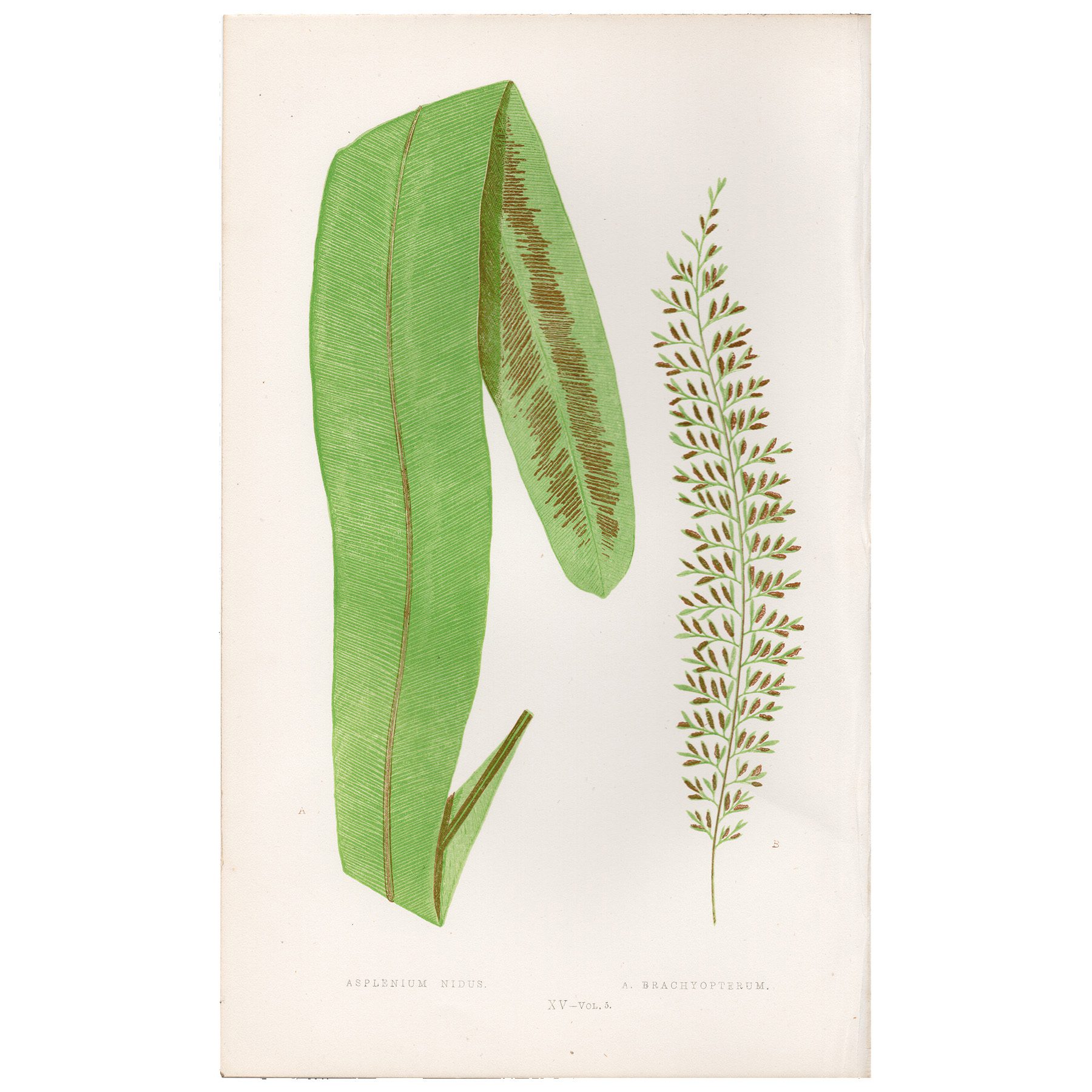 Lowe Ferns Vol 5 Plate 15 Bird's Nest Spleenwort