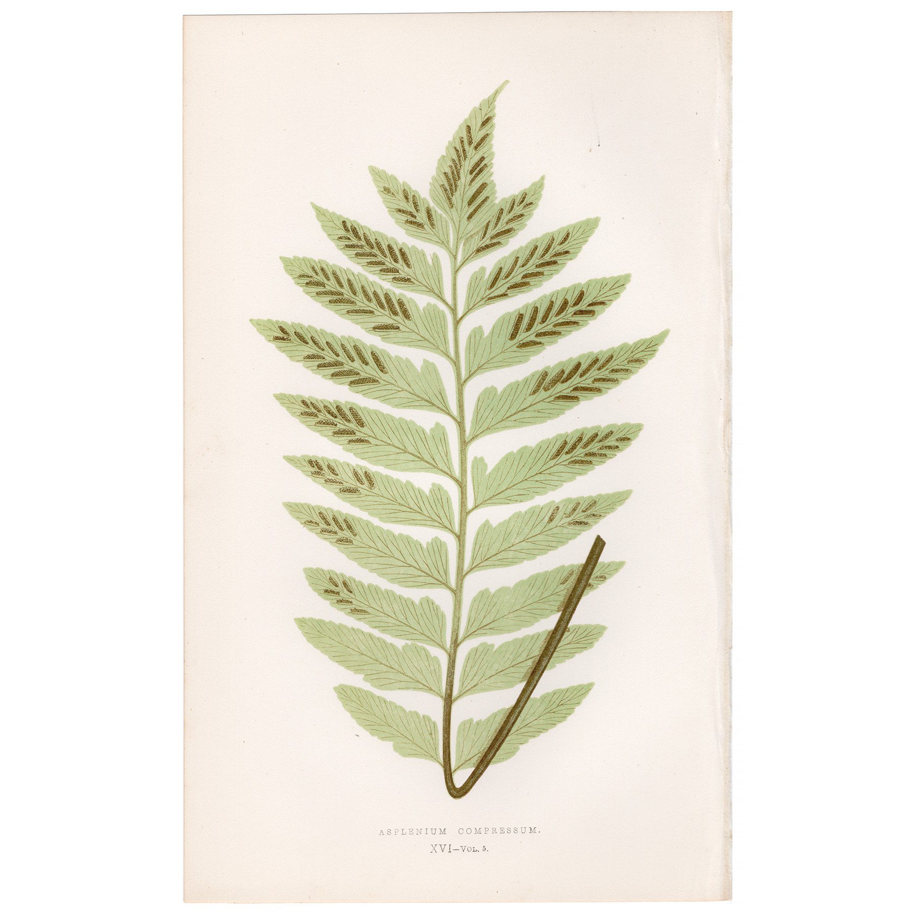 Lowe Ferns Vol 5 Plate 16 Compressed Spleenwort