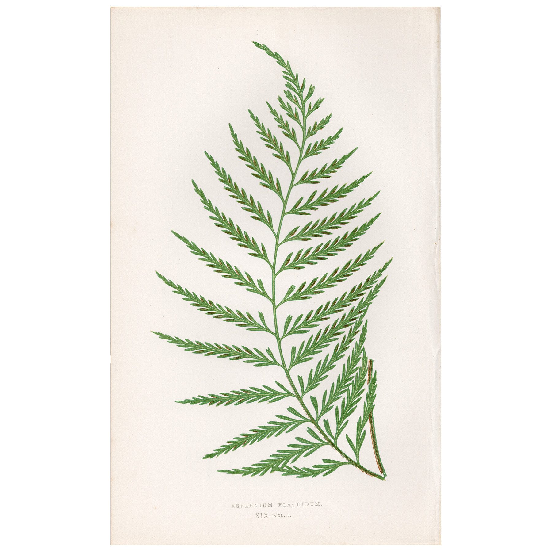Lowe Ferns Vol 5 Plate 19 Feeble Spleenwort