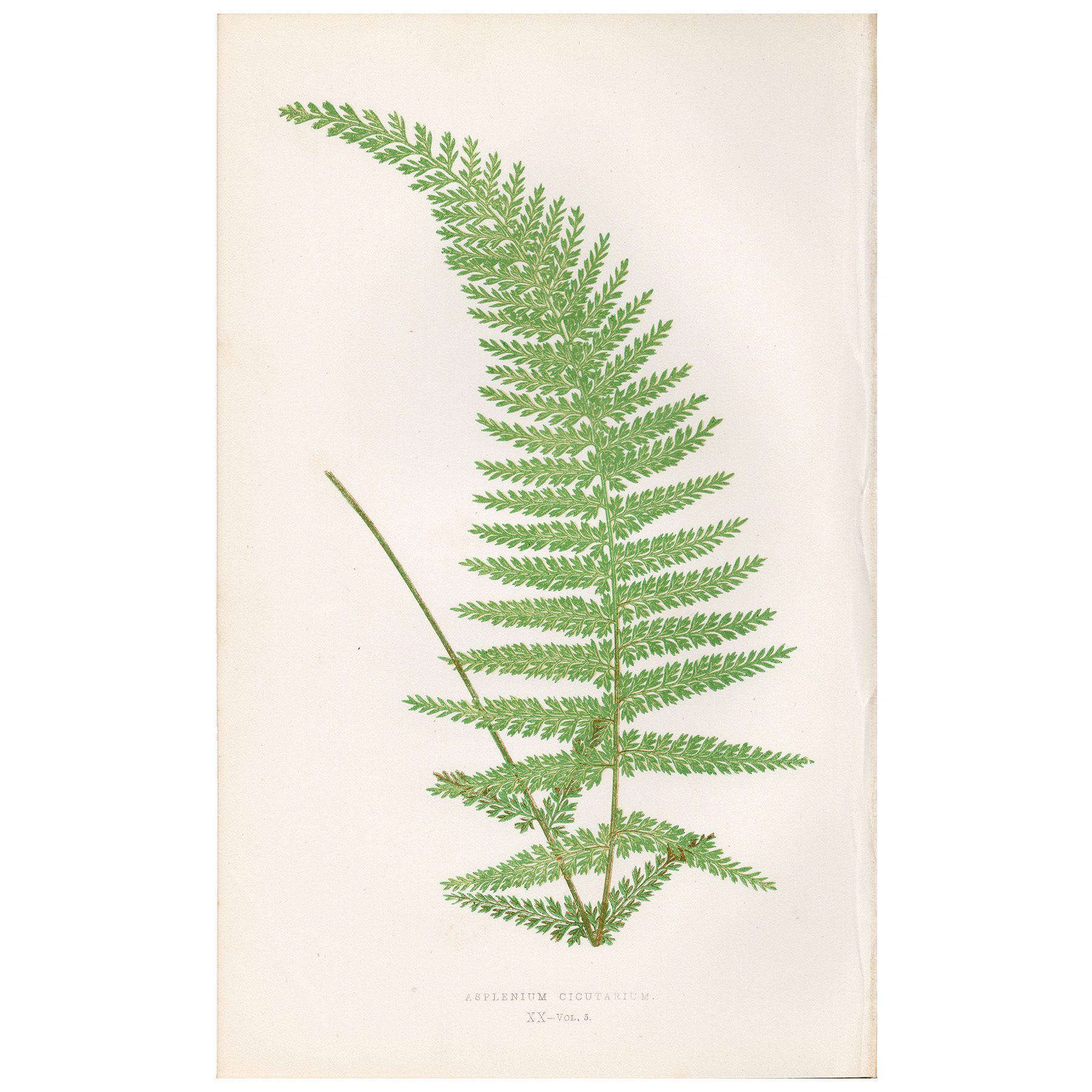 Lowe Ferns Vol 5 Plate 20 Cowbane Spleenwort