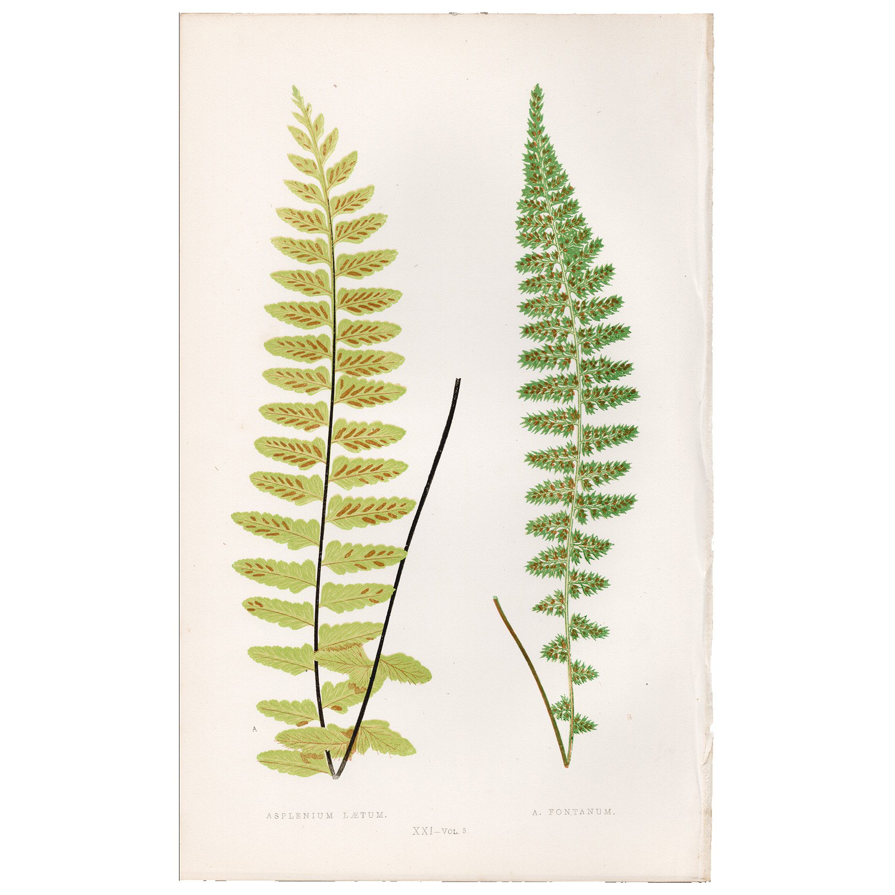Lowe Ferns Vol 5 Plate 21 Brownstem Spleenwort