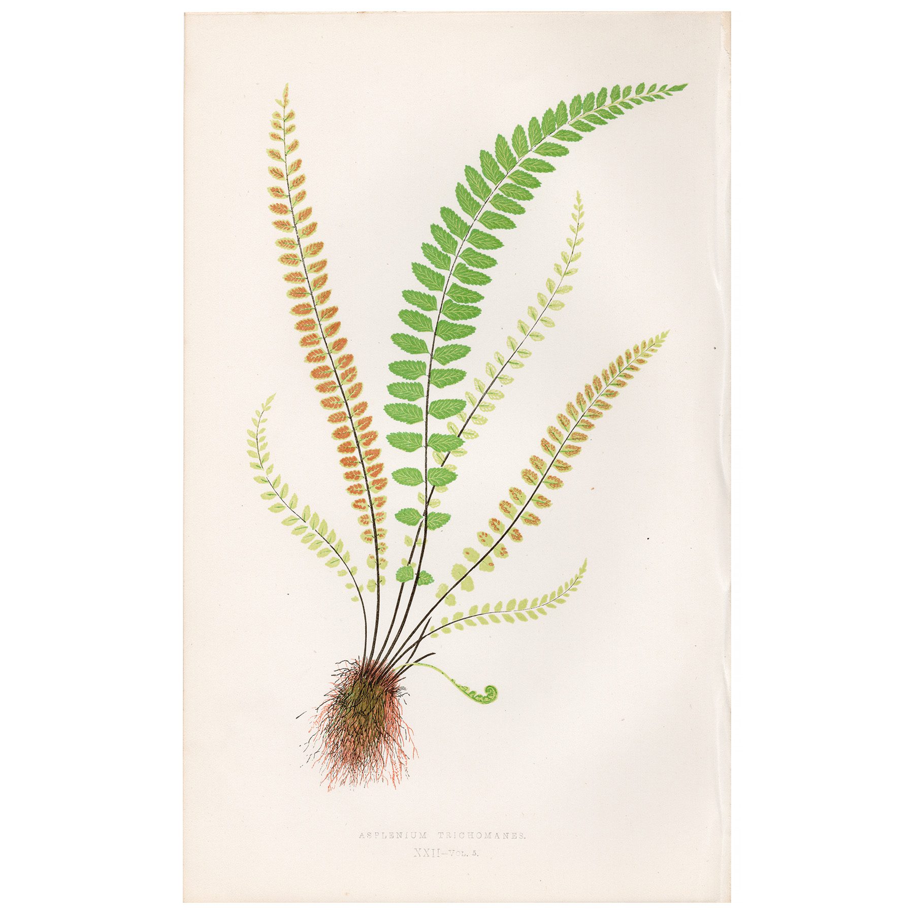 Lowe Ferns Vol 5 Plate 22 Maiden-hair Spleenwort