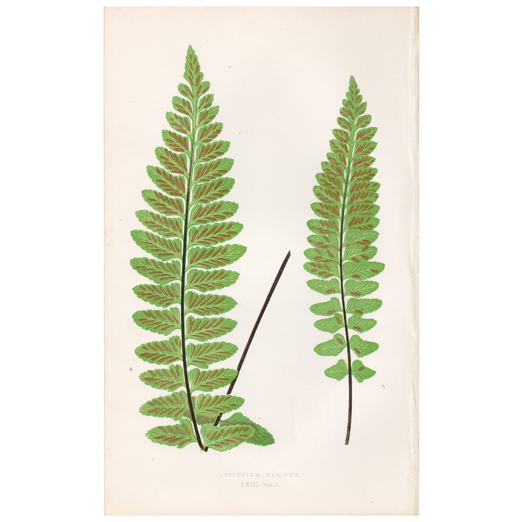 Lowe Ferns Vol 5 Plate 23 Sea Spleenwort