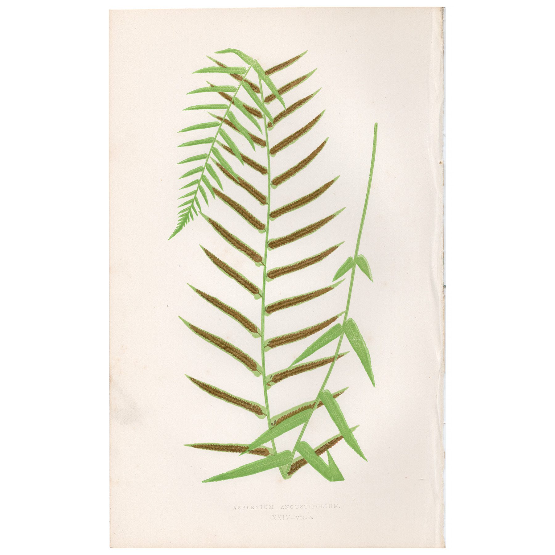 Lowe Ferns Vol 5 Plate 24 Narrow-leaved Spleenwort