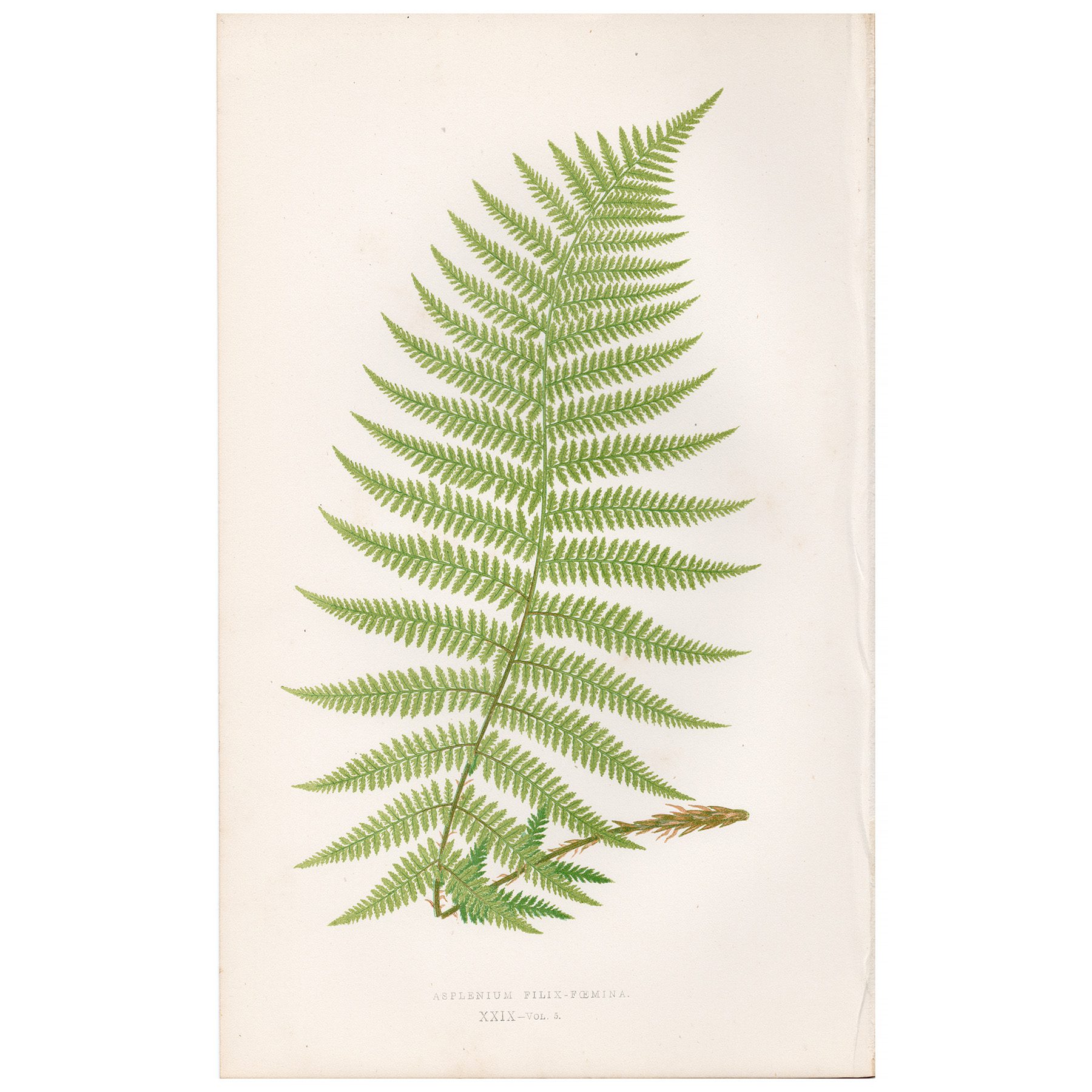 Lowe Ferns Vol 5 Plate 29 Lady Spleenwort
