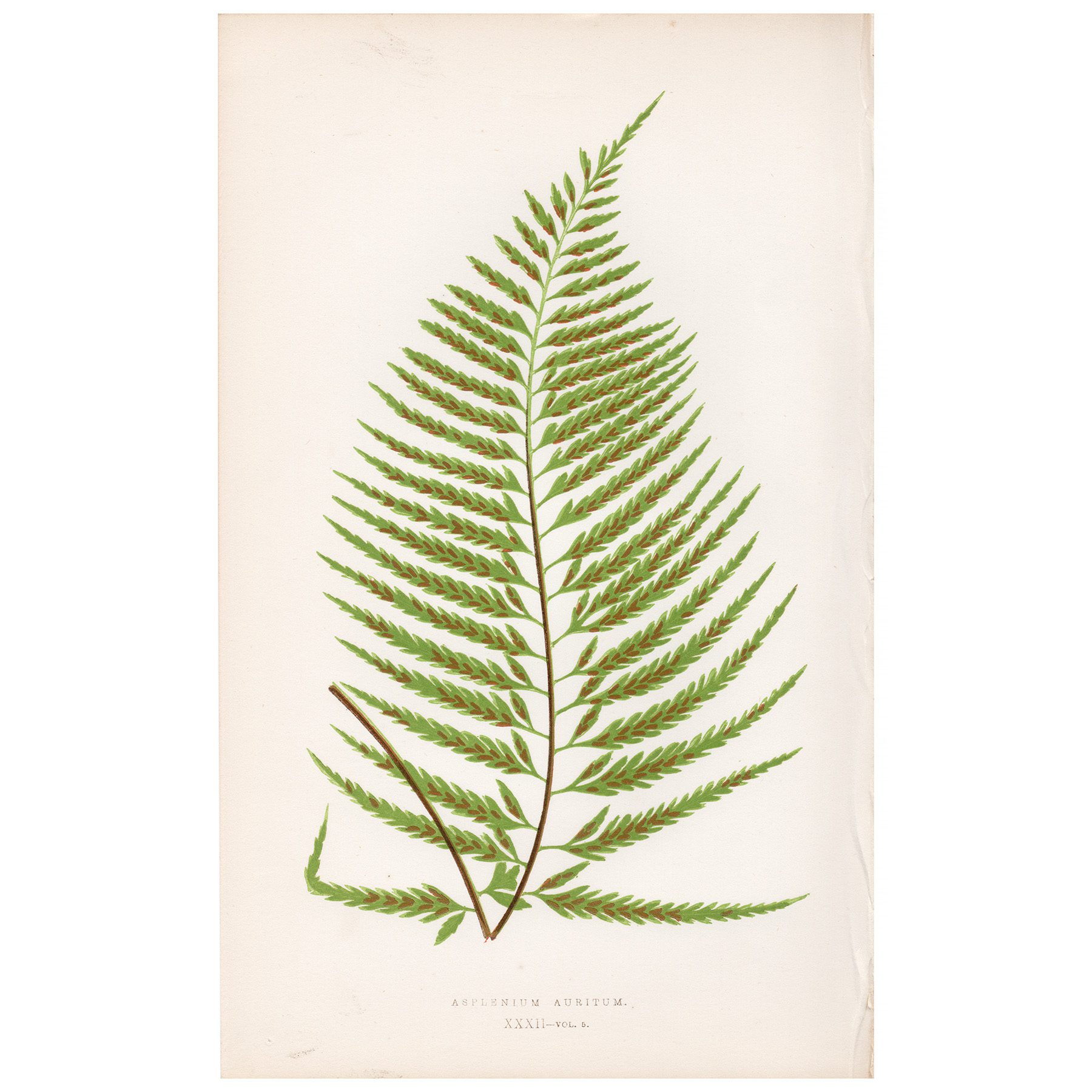 Lowe Ferns Vol 5 Plate 32 Eared Spleenwort