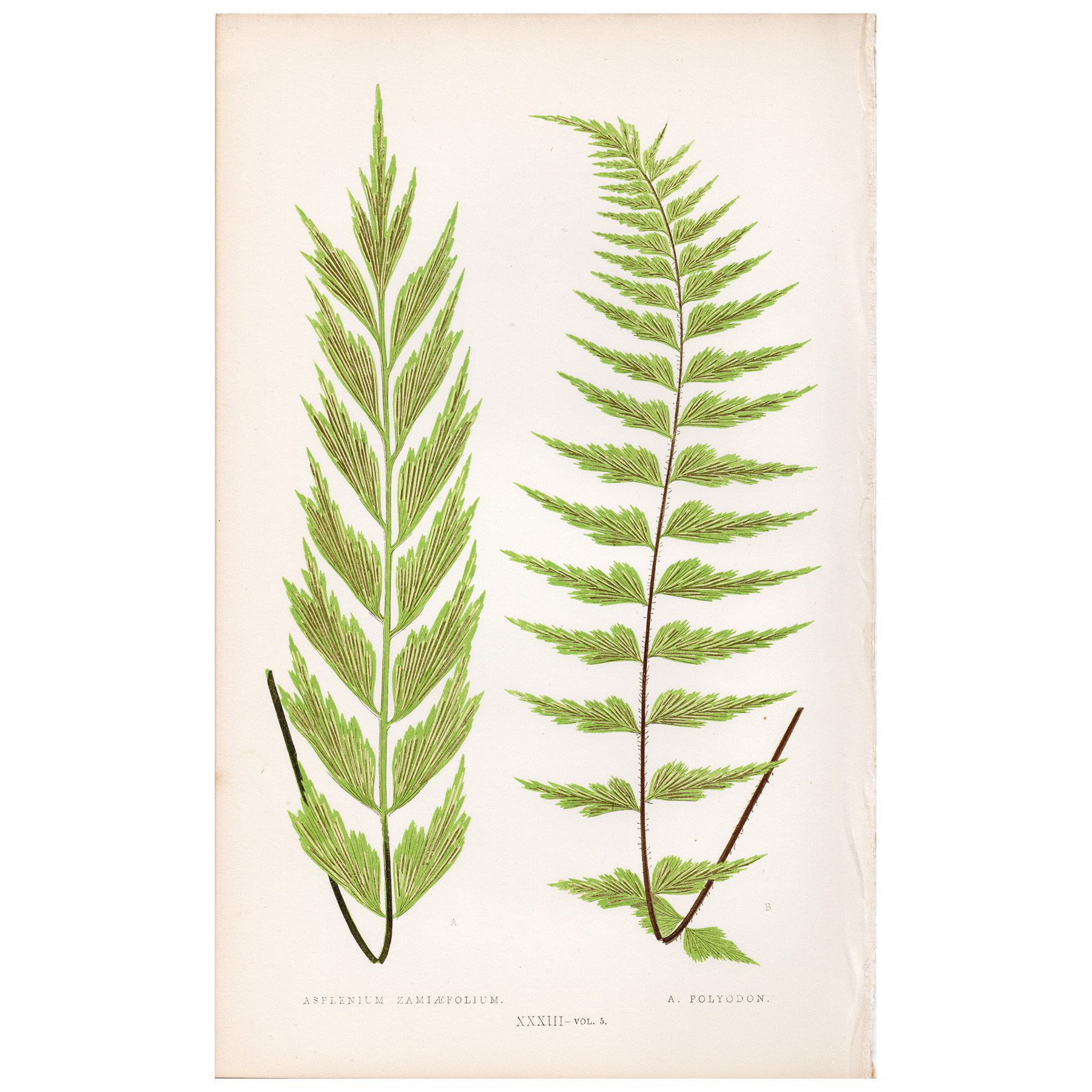 Lowe Ferns Vol 5 Plate 33 Zamia-leaved Spleenwort
