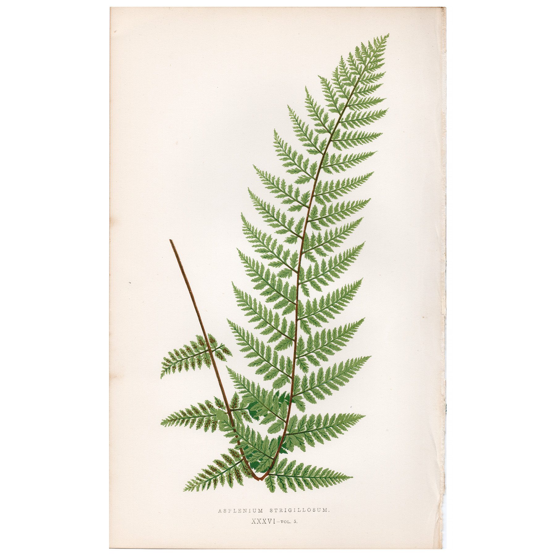 Lowe Ferns Vol 5 Plate 36 Moore Spleenwort