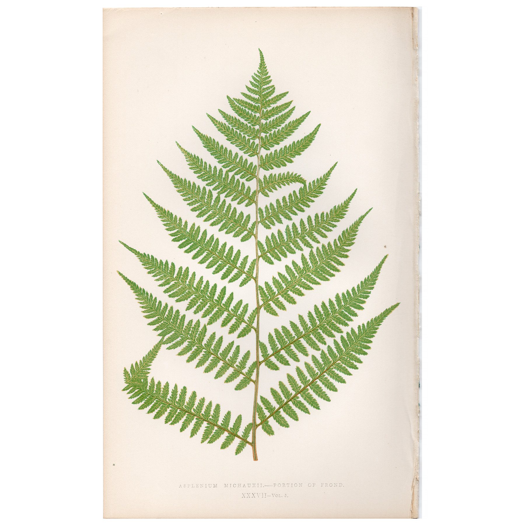 Lowe Ferns Vol 5 Plate 37 Michaux Spleenwort