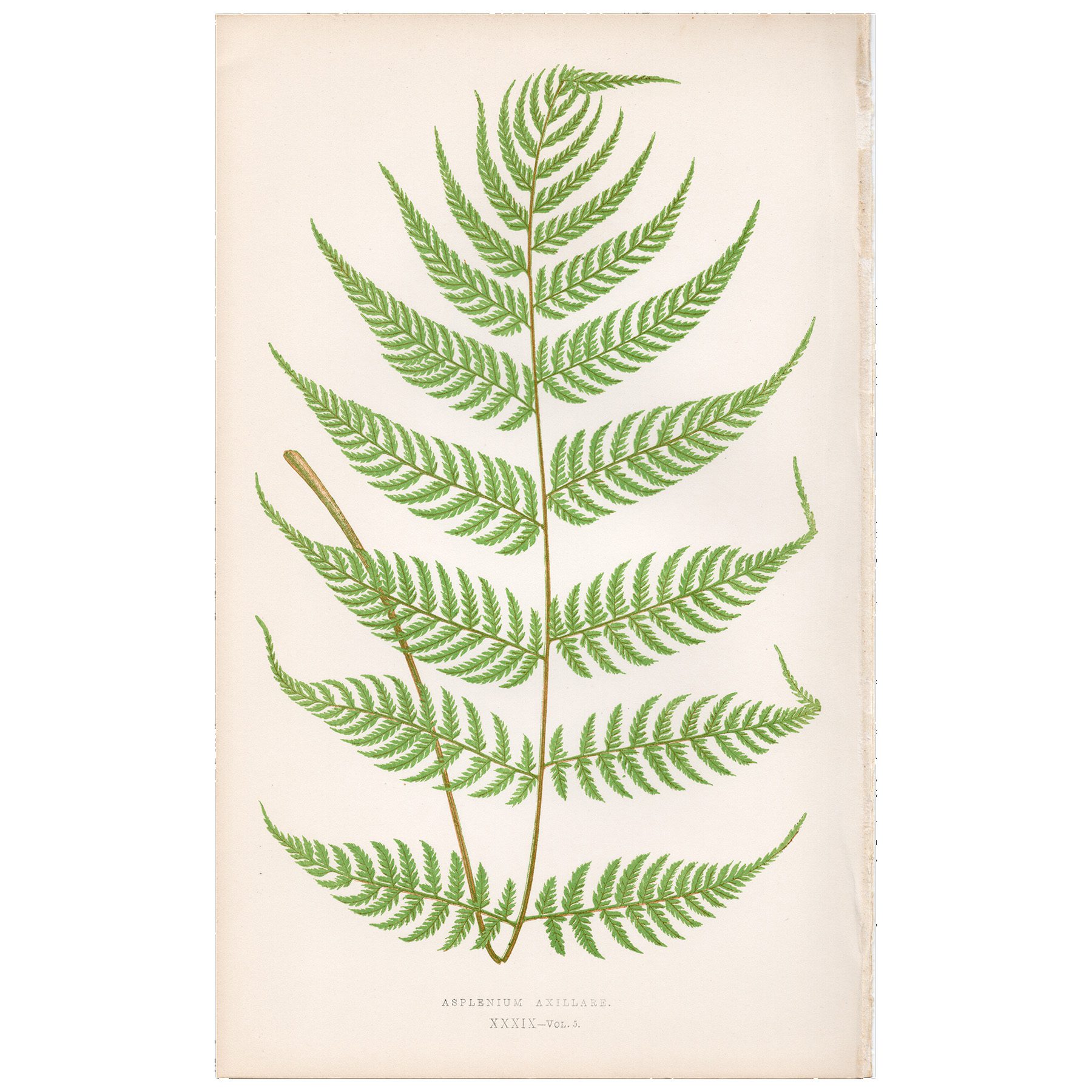 Lowe Ferns Vol 5 Plate 39 Axillary Spleenwort