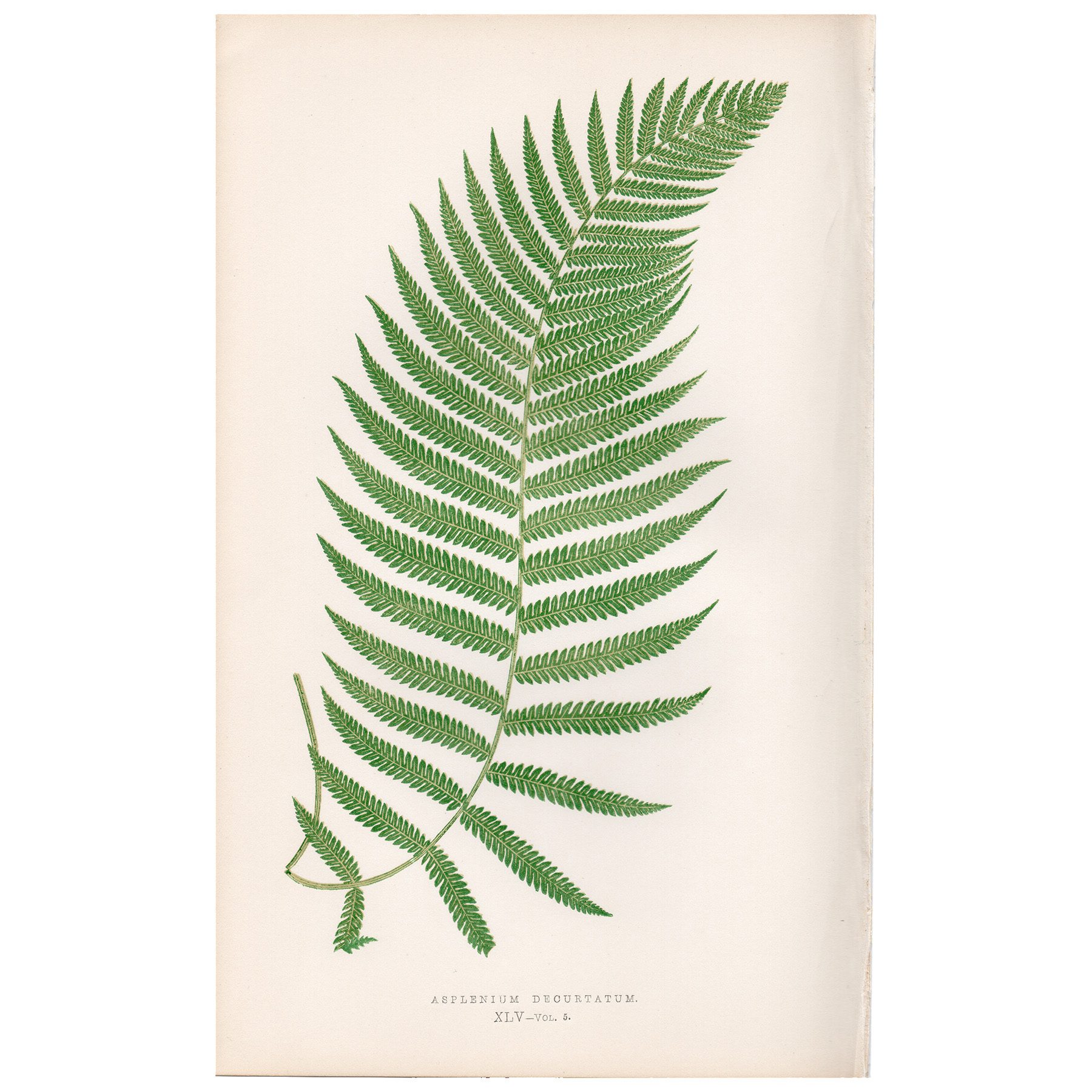 Lowe Ferns Vol 5 Plate 45 Shortened Spleenwort