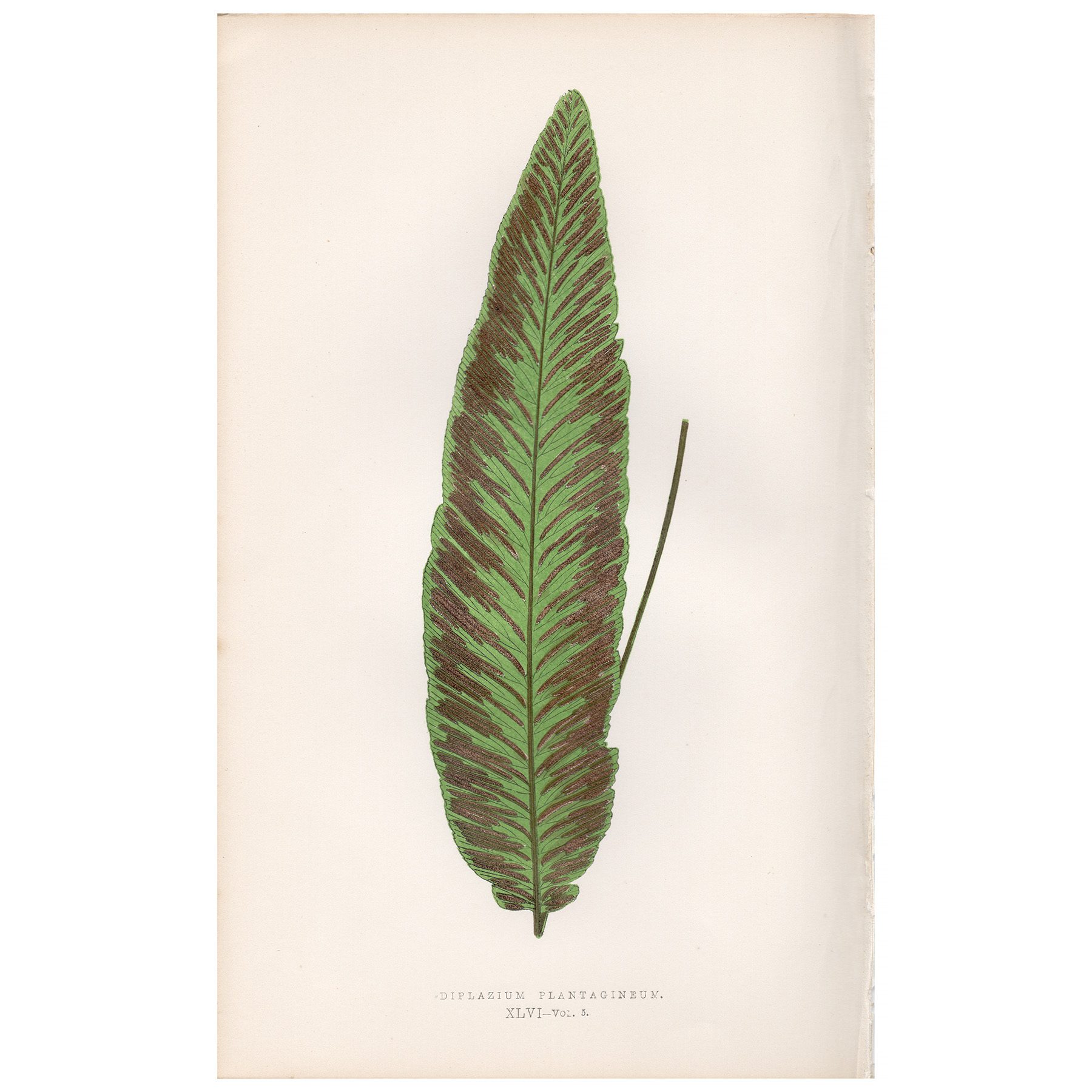 Lowe Ferns Vol 5 Plate 46 Plantain-leaved Glade Fern