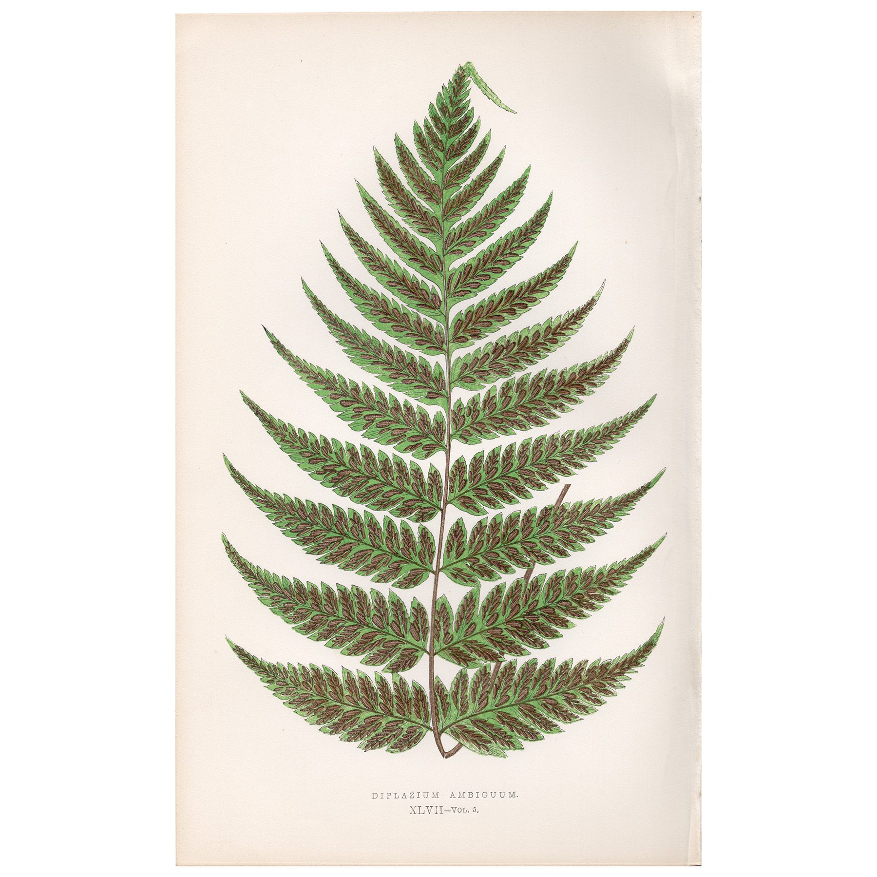 Lowe Ferns Vol 5 Plate 47 Ambiguous Glade Fern