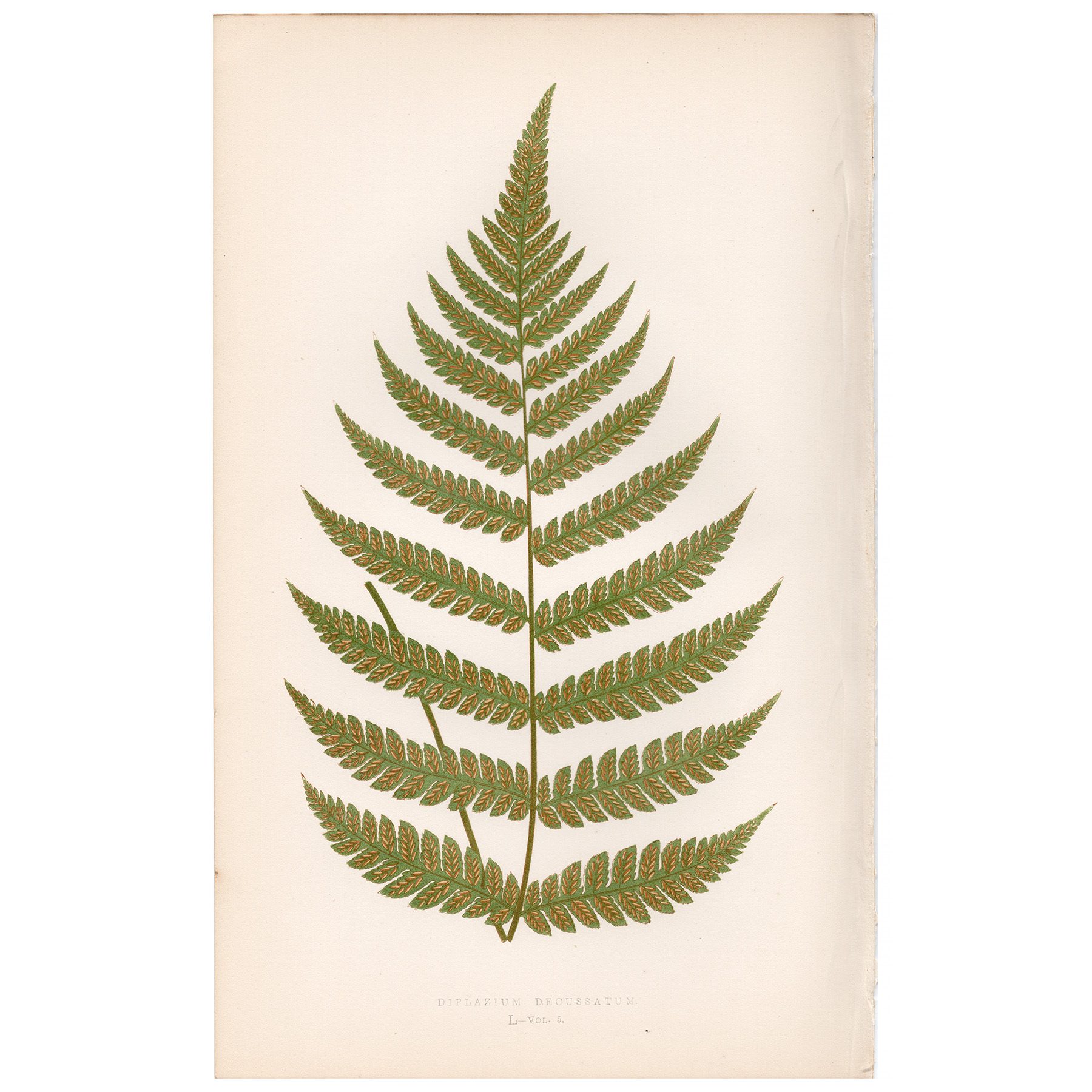 Lowe Ferns Vol 5 Plate 50 Cross-fronded Glade Fern