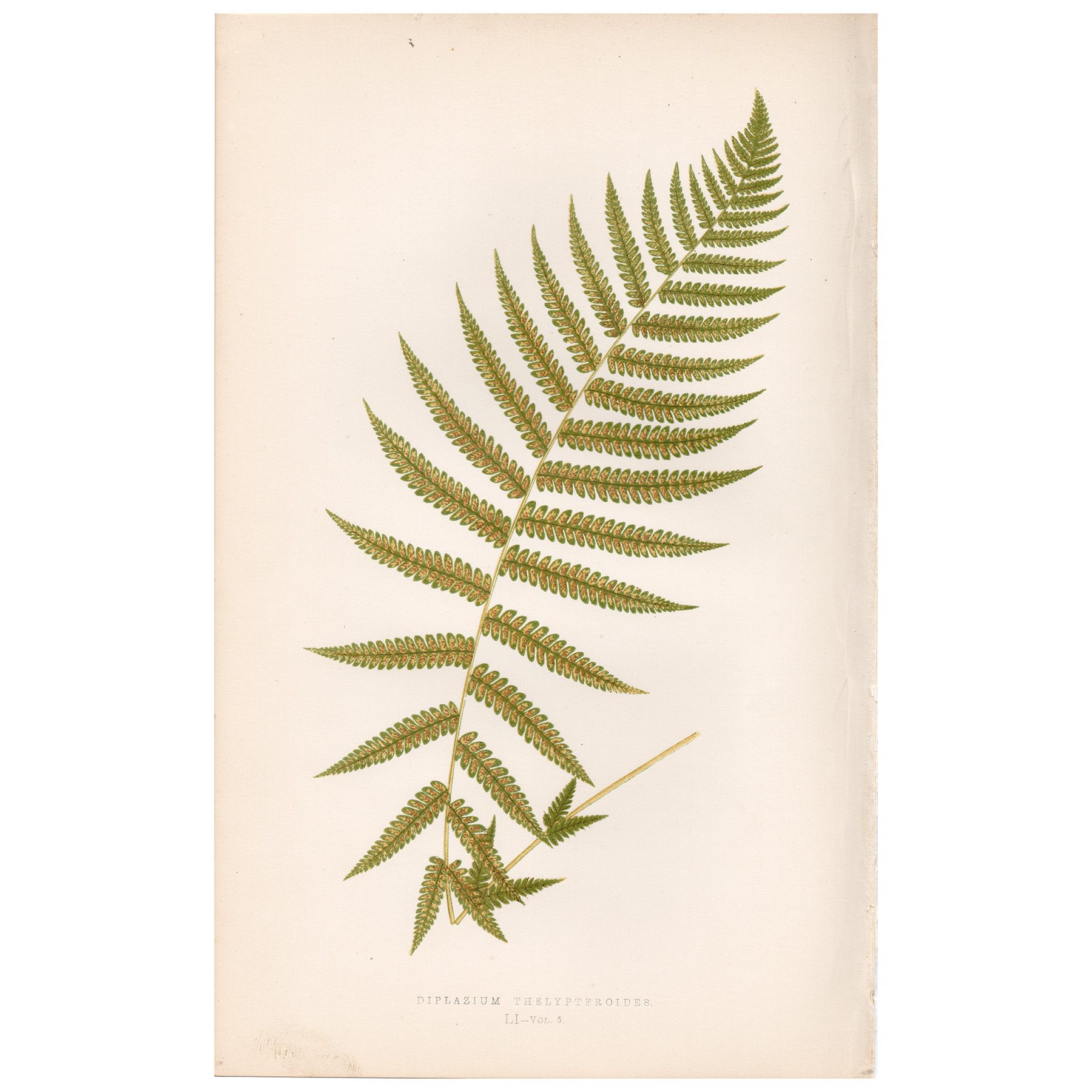 Lowe Ferns Vol 5 Plate 51 Thelypteris-like Glade Fern