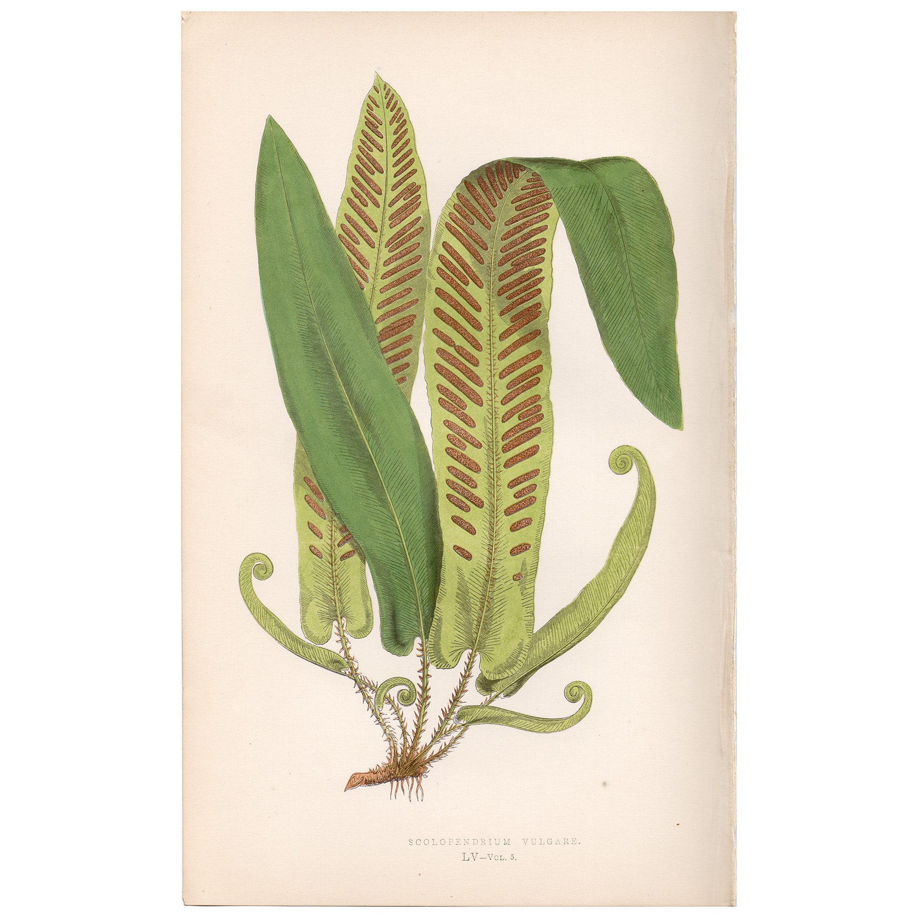 Lowe Ferns Vol 5 Plate 55 Common Hart's Tongue Fern