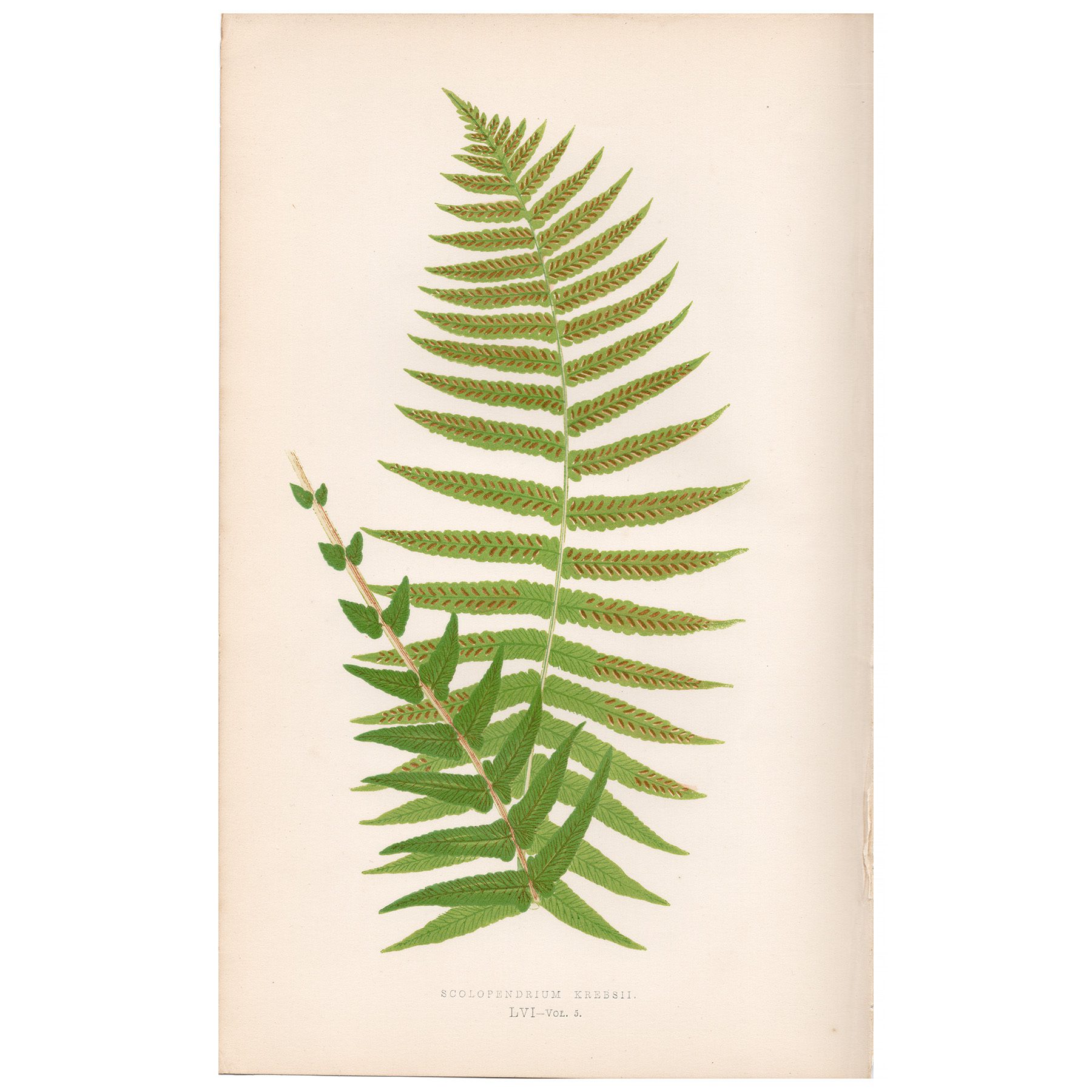 Lowe Ferns Vol 5 Plate 56 Hart's Tongue Fern
