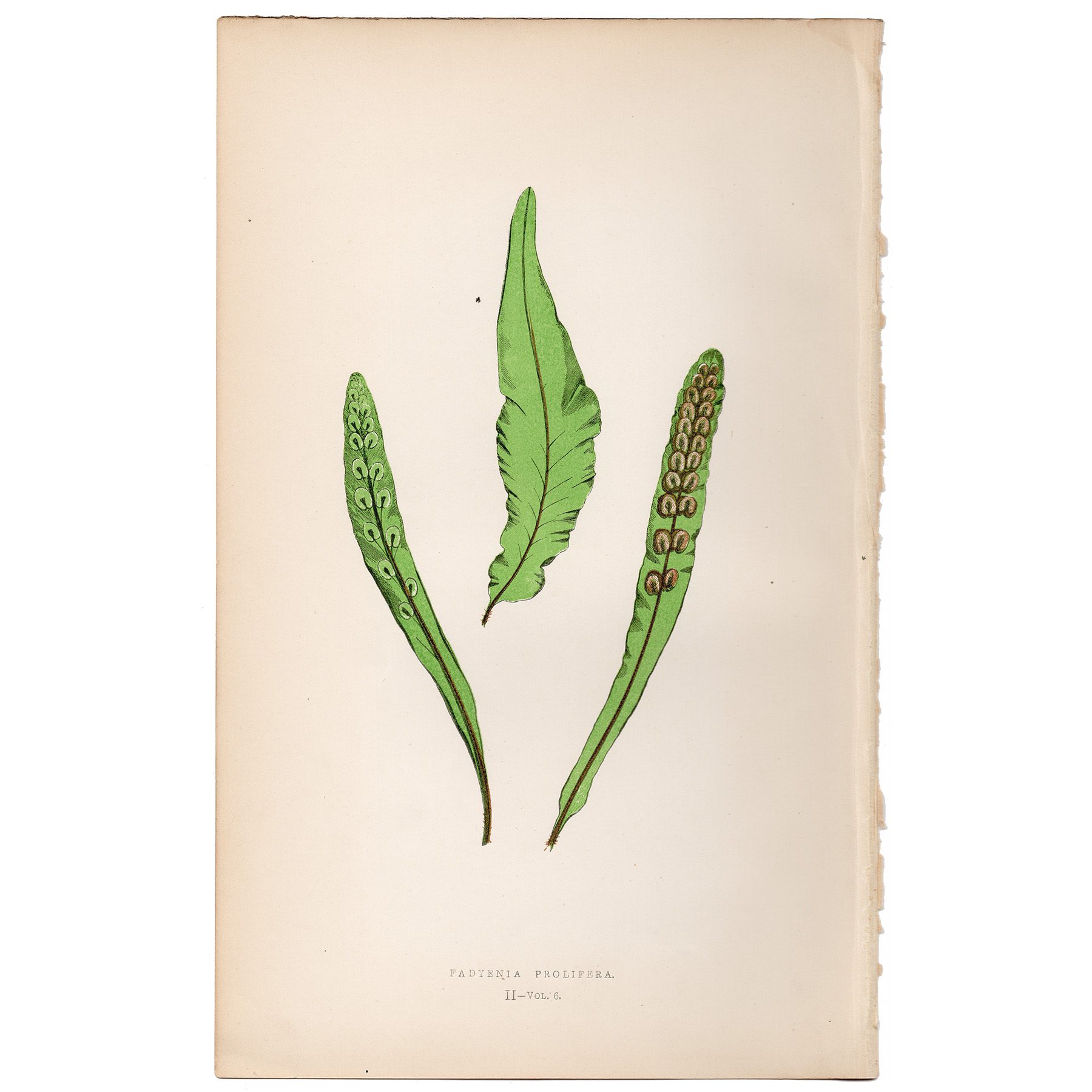 Lowe Ferns Vol 6 Plate 2 Proliferous Fadyen Fern