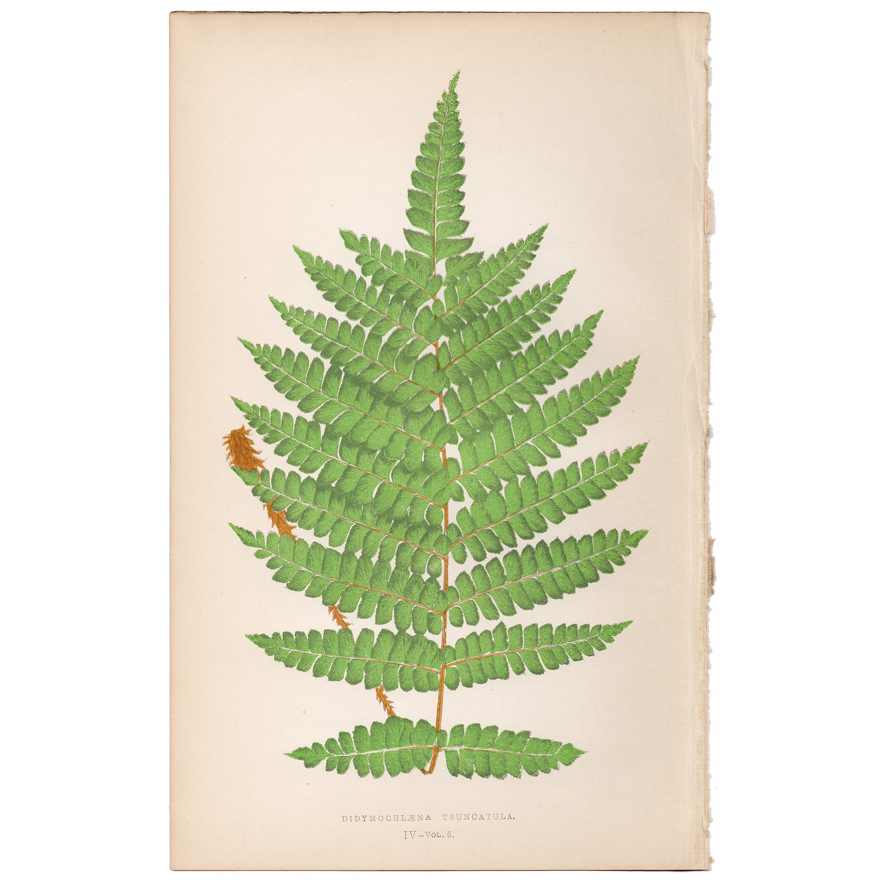 Lowe Ferns Vol 6 Plate 4 Mahogany Maidenhair Fern