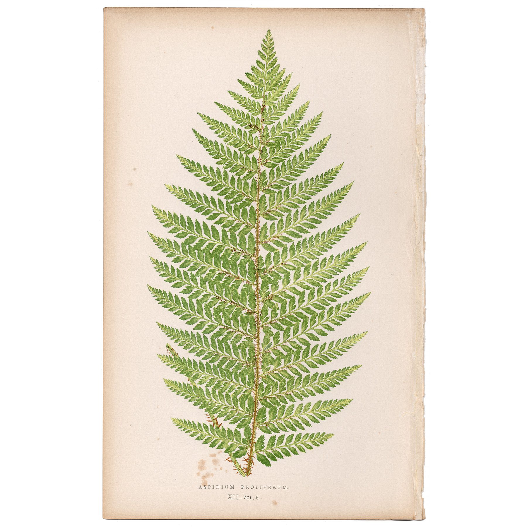 Lowe Ferns Vol 6 Plate 12 Proliferous Shield Fern - Summer Weeds
