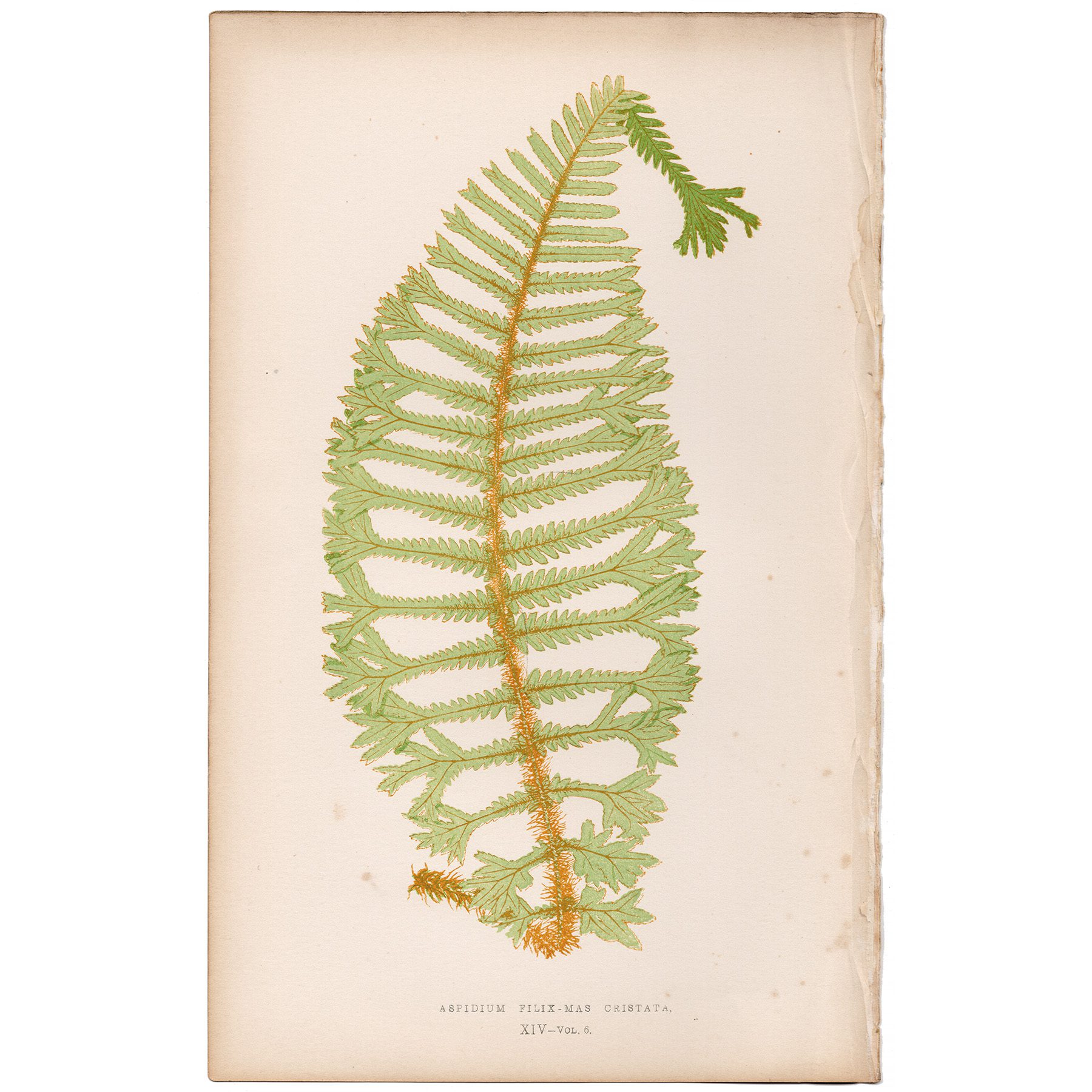 Lowe Ferns Vol 6 Plate 14 King Male Shield Fern - Summer Weeds