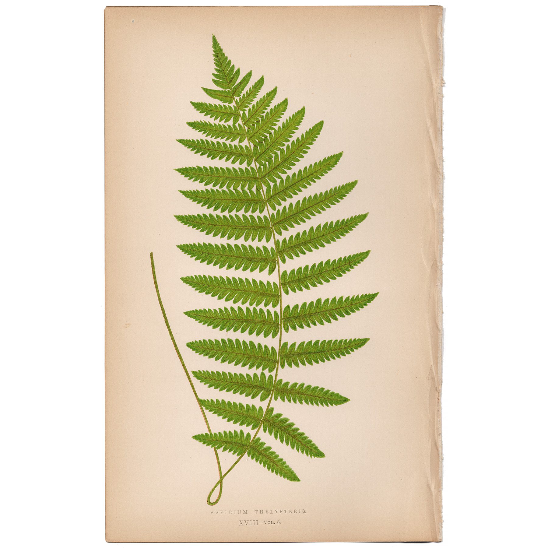 Lowe Ferns Vol 6 Plate 18 Lady Shield Fern