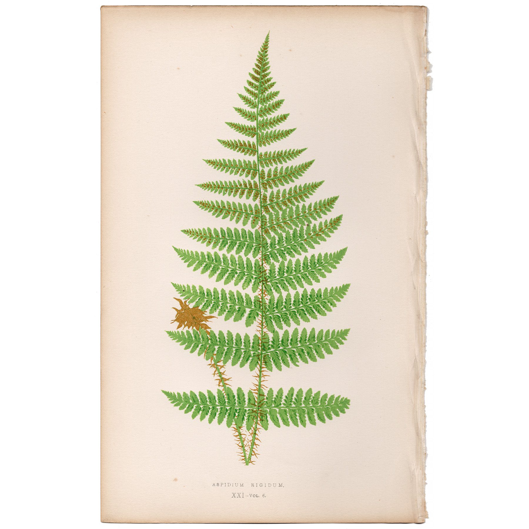 Lowe Ferns Vol 6 Plate 21 Rigid Shield Fern