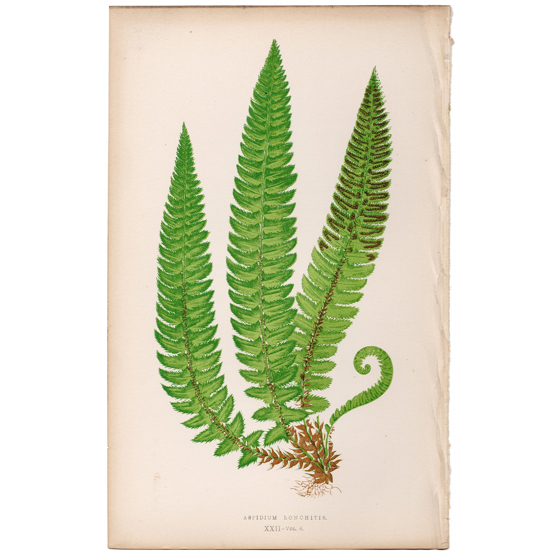 Lowe Ferns Vol 6 Plate 22 Spear-like Shield Fern