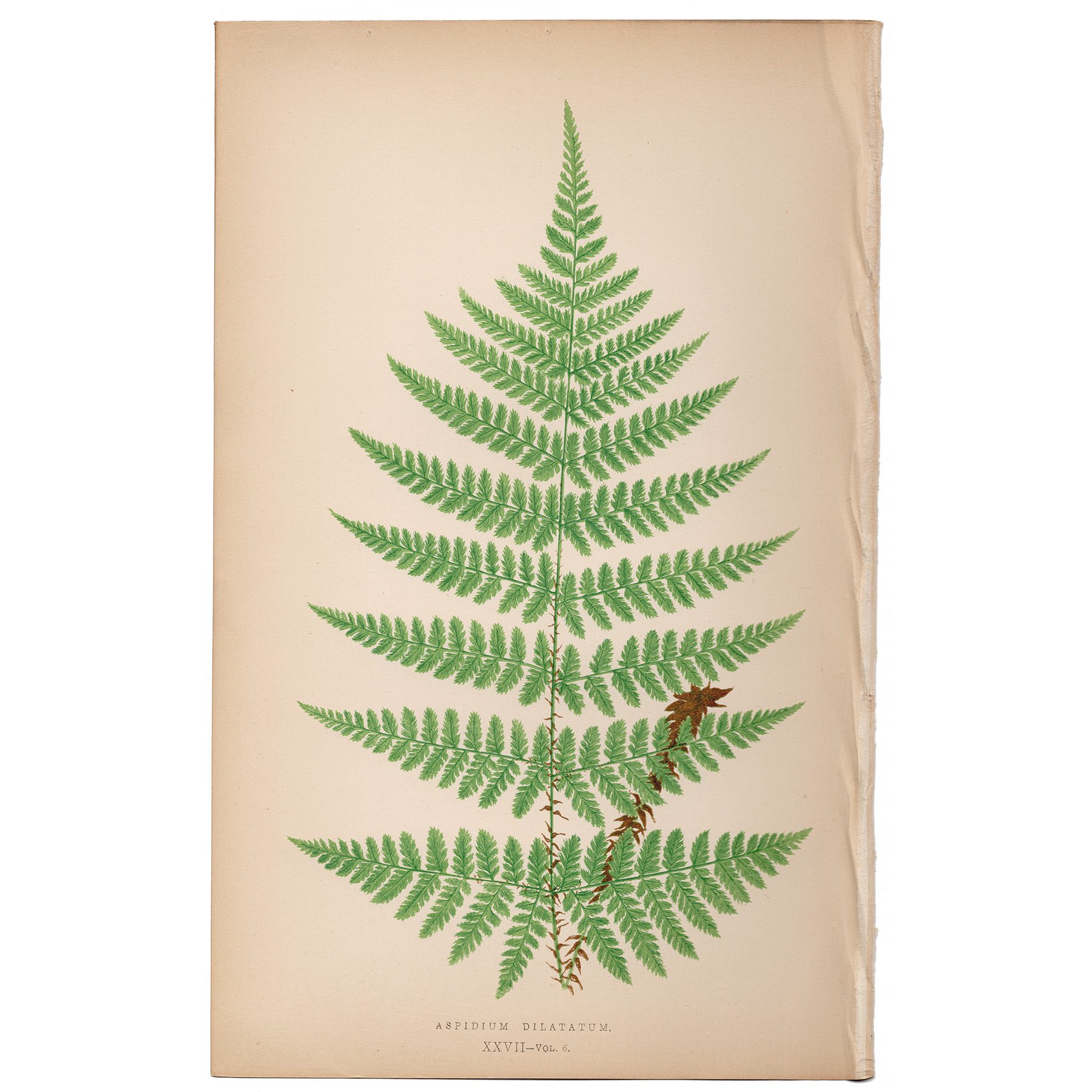 Lowe Ferns Vol 6 Plate 27 Extended Shield Fern