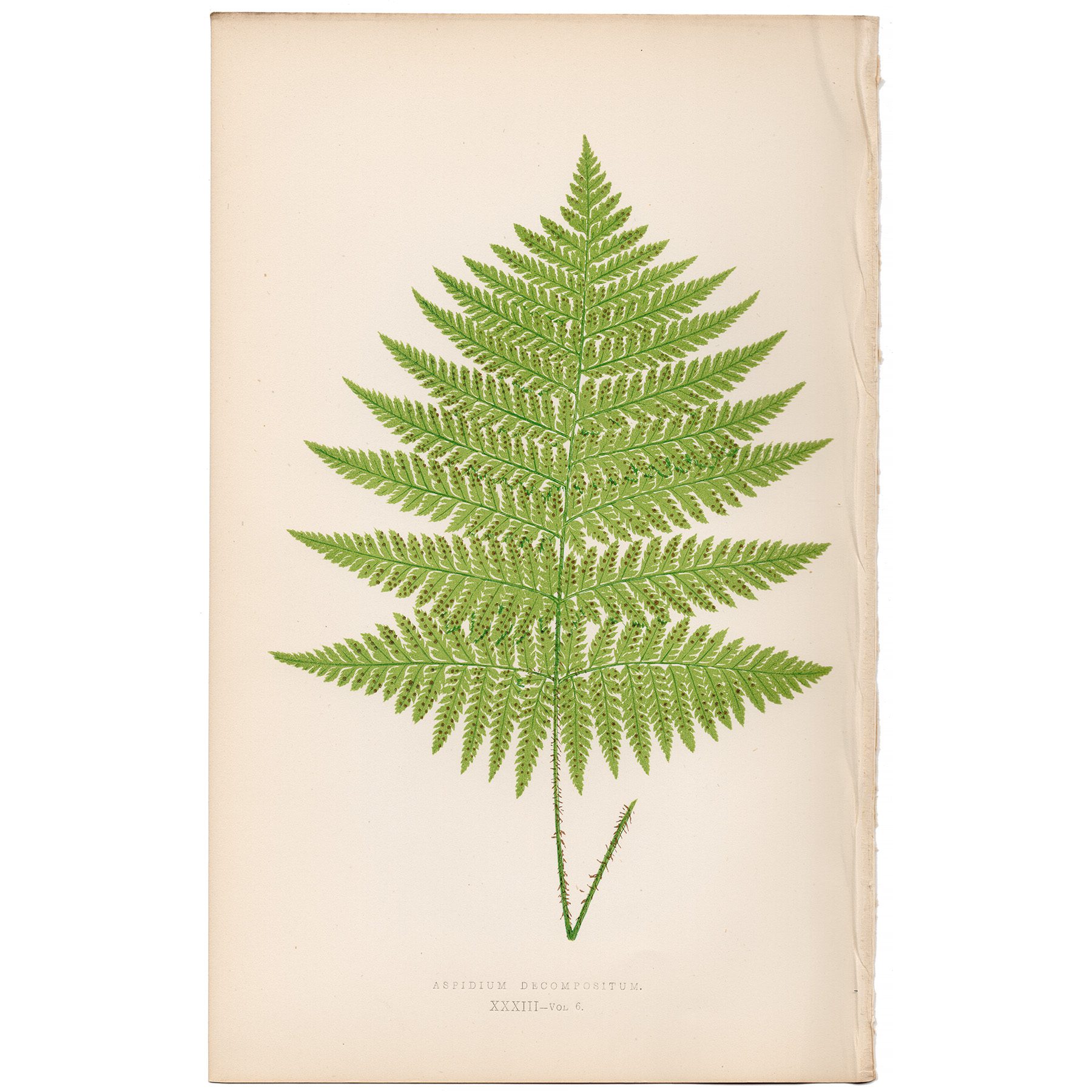 Lowe Ferns Vol 6 Plate 33 Decomposed Shield Fern