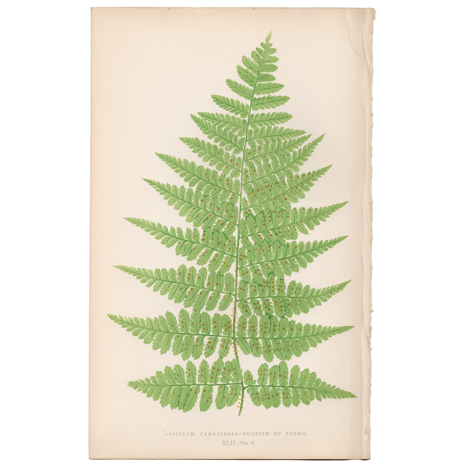 Lowe Ferns Vol 6 Plate 42 Island Shield Fern