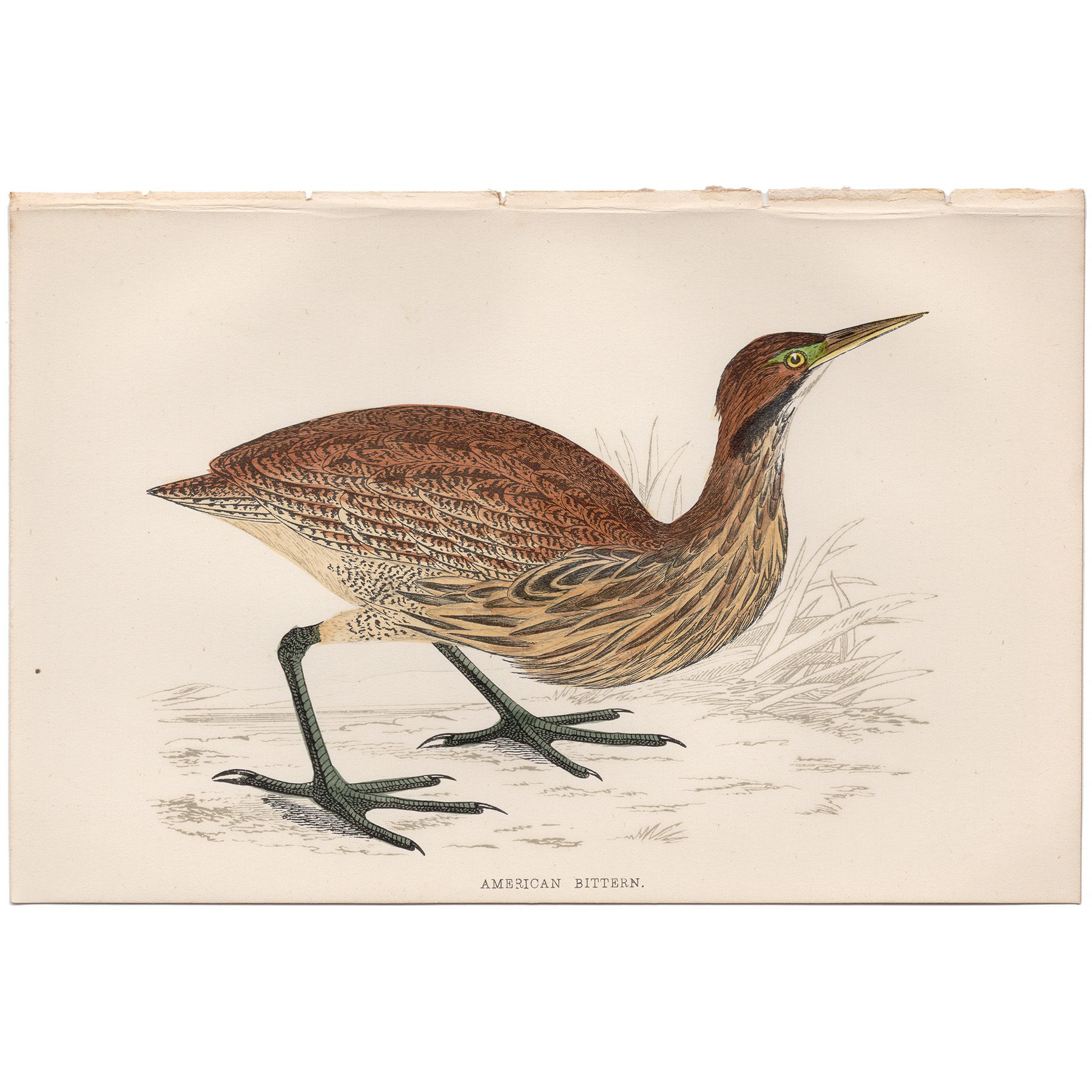 Morris British Birds Plate 208 American Bittern