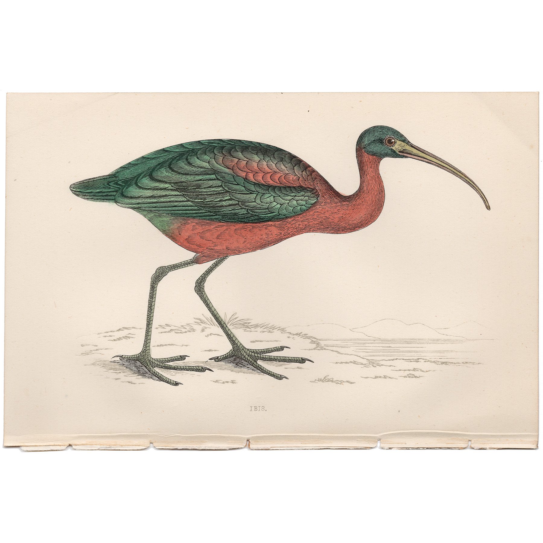 Morris British Birds Plate 212 Ibis