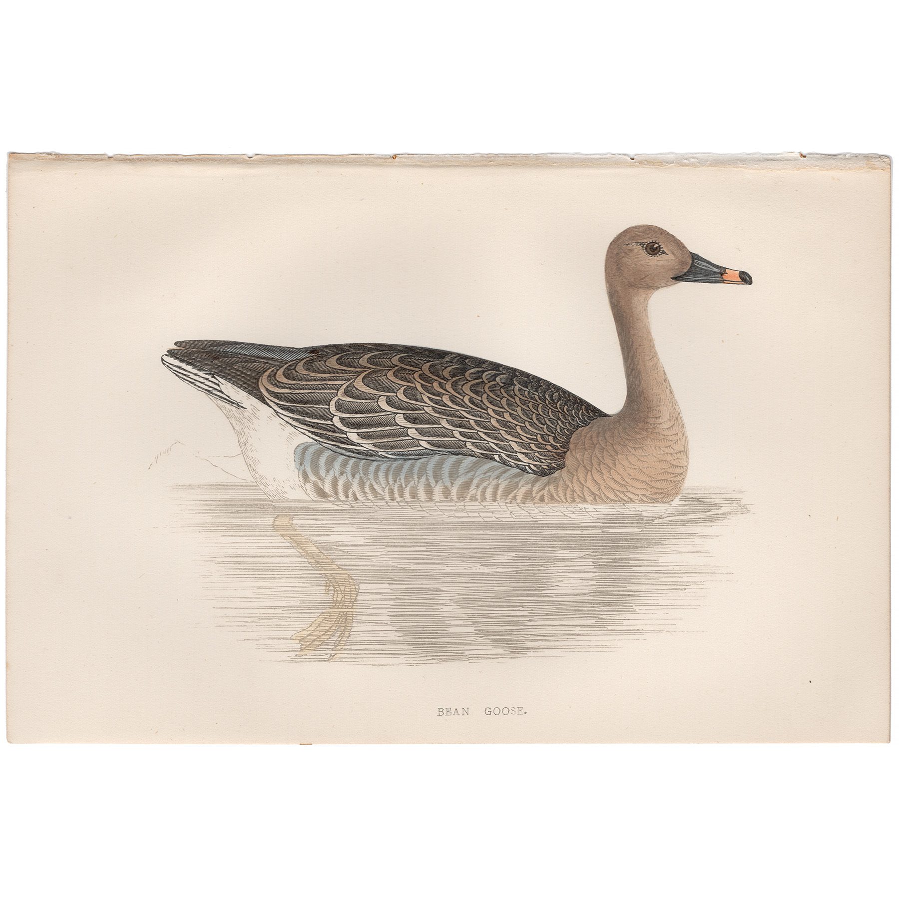 Morris British Birds Plate 257 Bean Goose