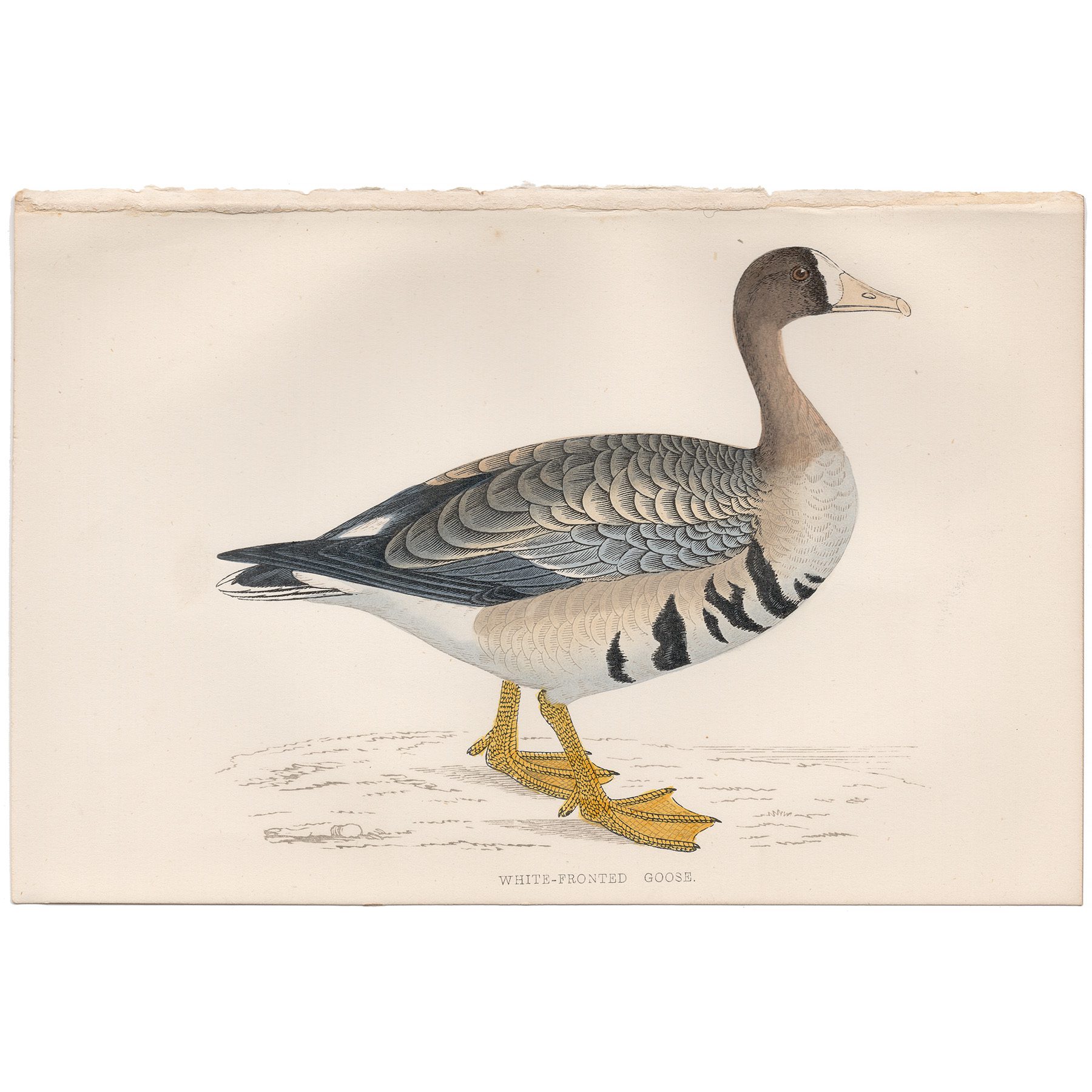 Morris British Birds Plate 259 White-fronted Goose