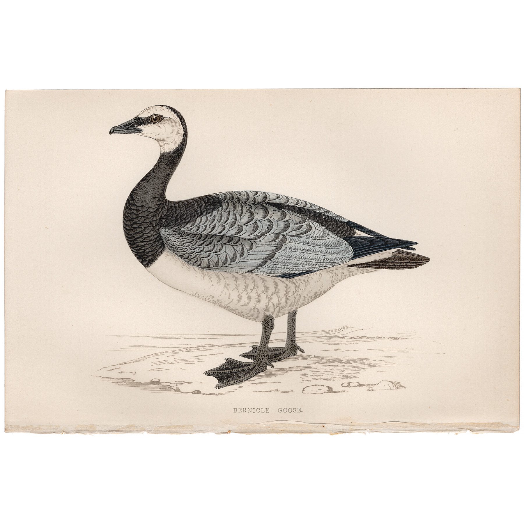Morris British Birds Plate 260 Bernicle Goose
