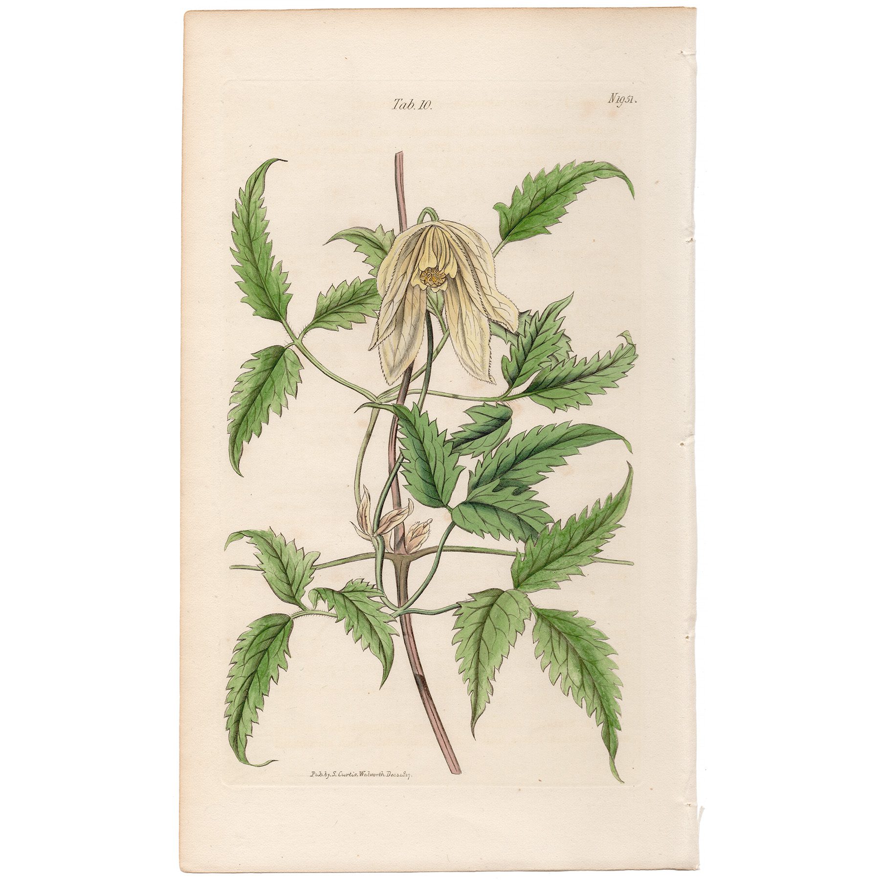 Curtis Plate 10 Siberian Atragene