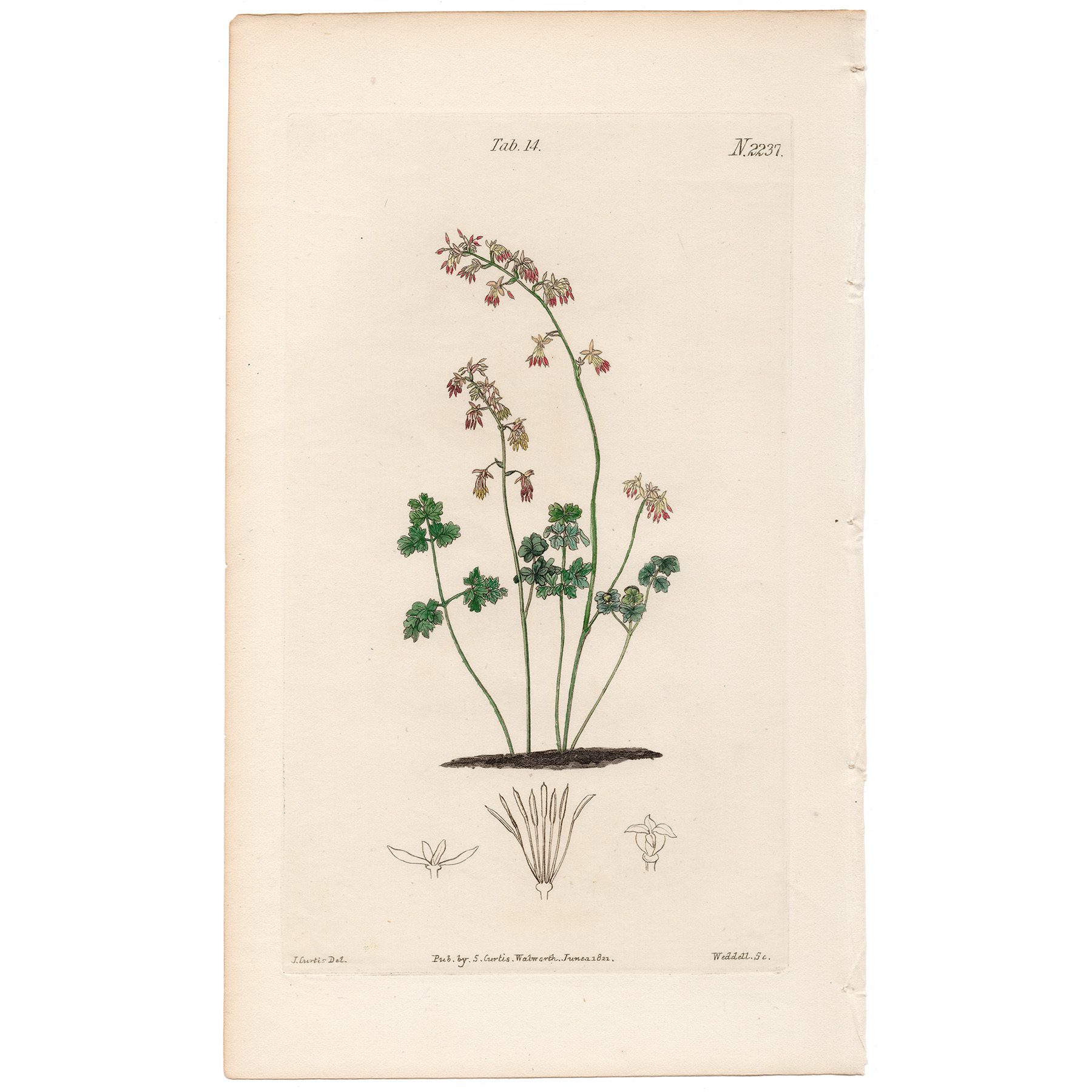 Curtis Plate 14 Alpine Meadow Rue