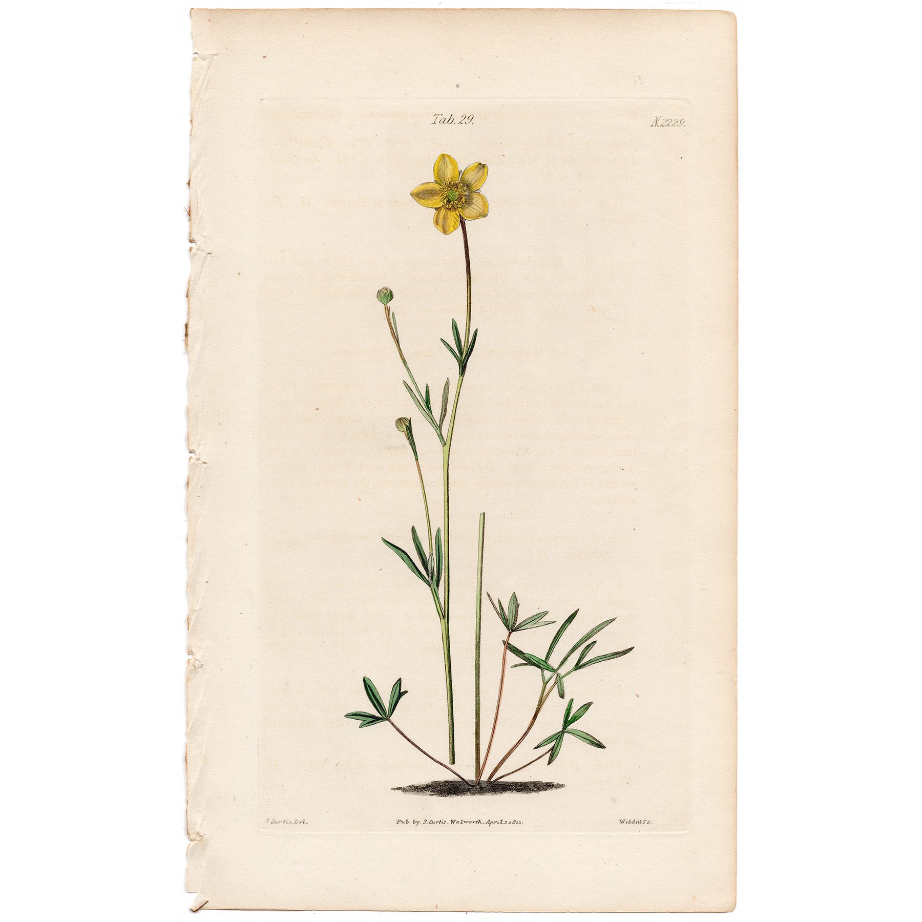 Curtis Plate 29 Cut-leaved Crowfoot