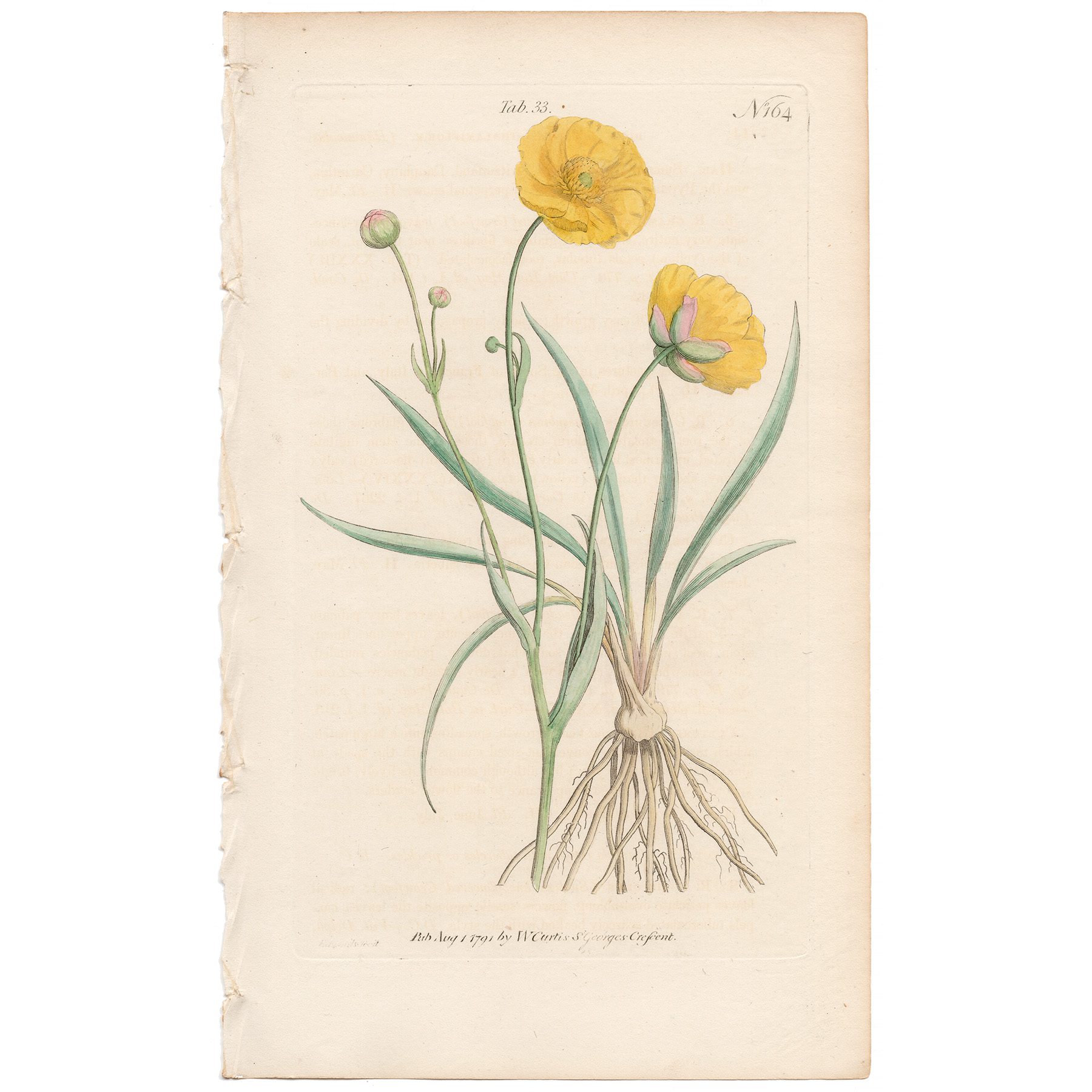 Curtis Plate 33 Grass-leaved Crowfoot