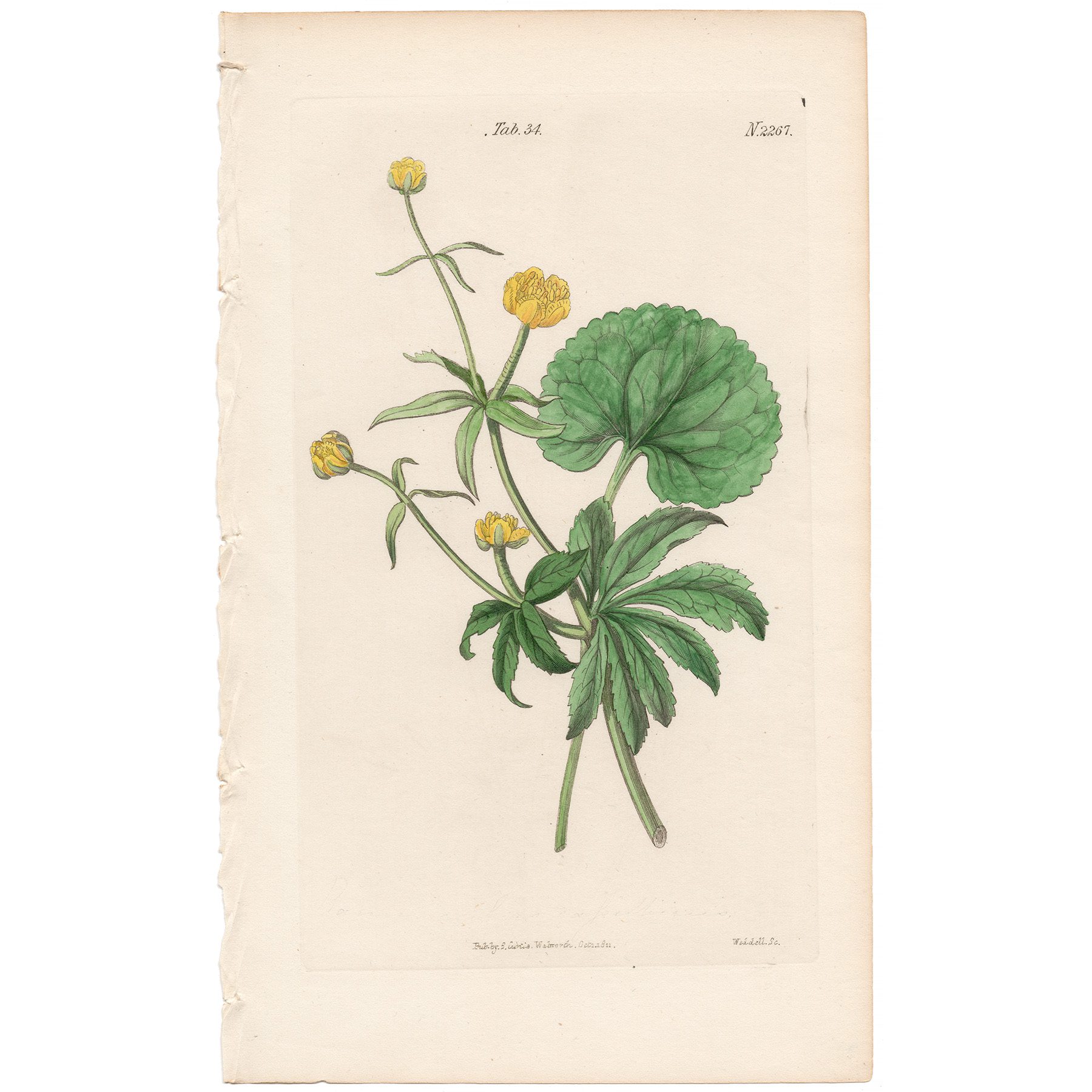 Curtis Plate 34 Cassubian Crowfoot