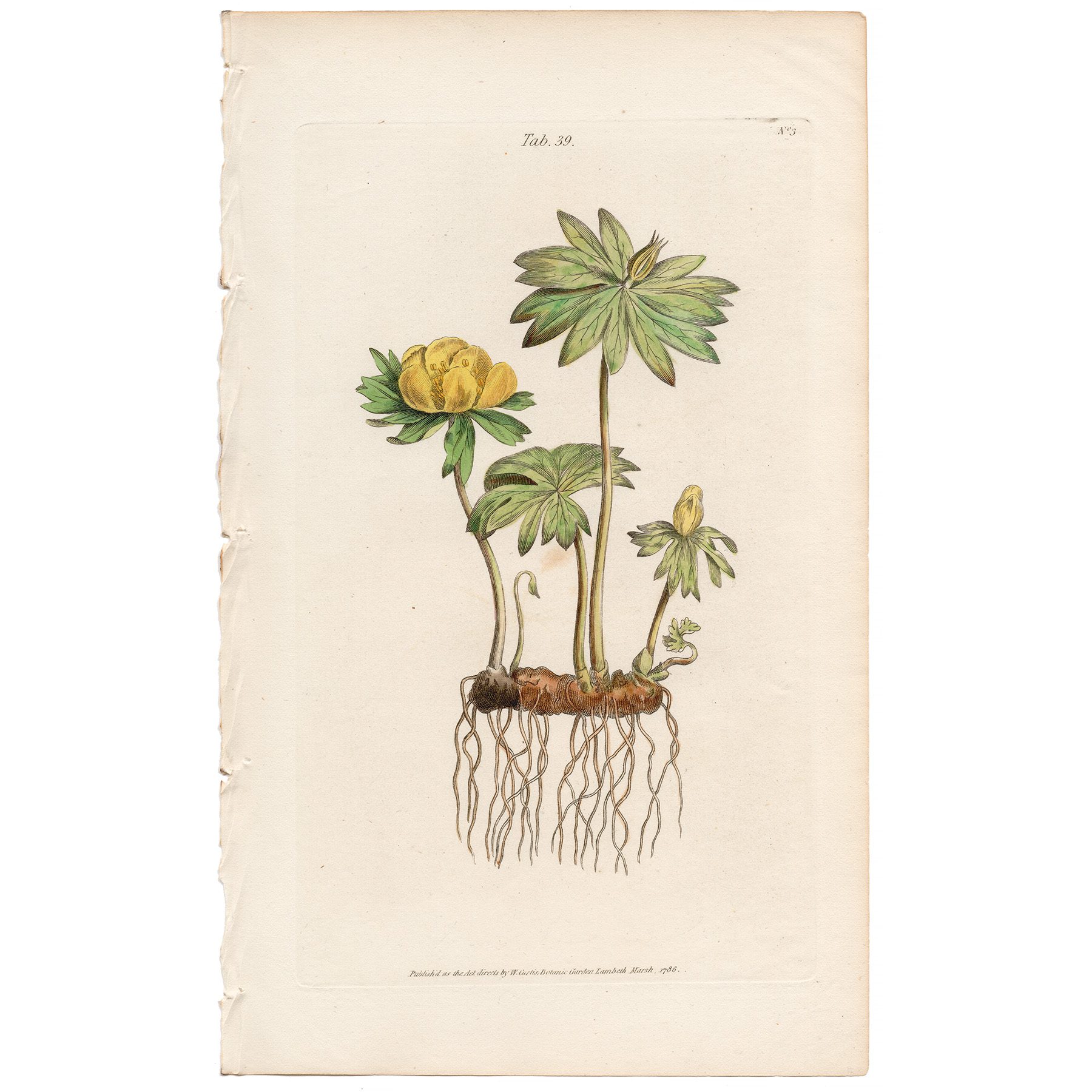 Curtis Plate 39 Winter Yellow Aconite