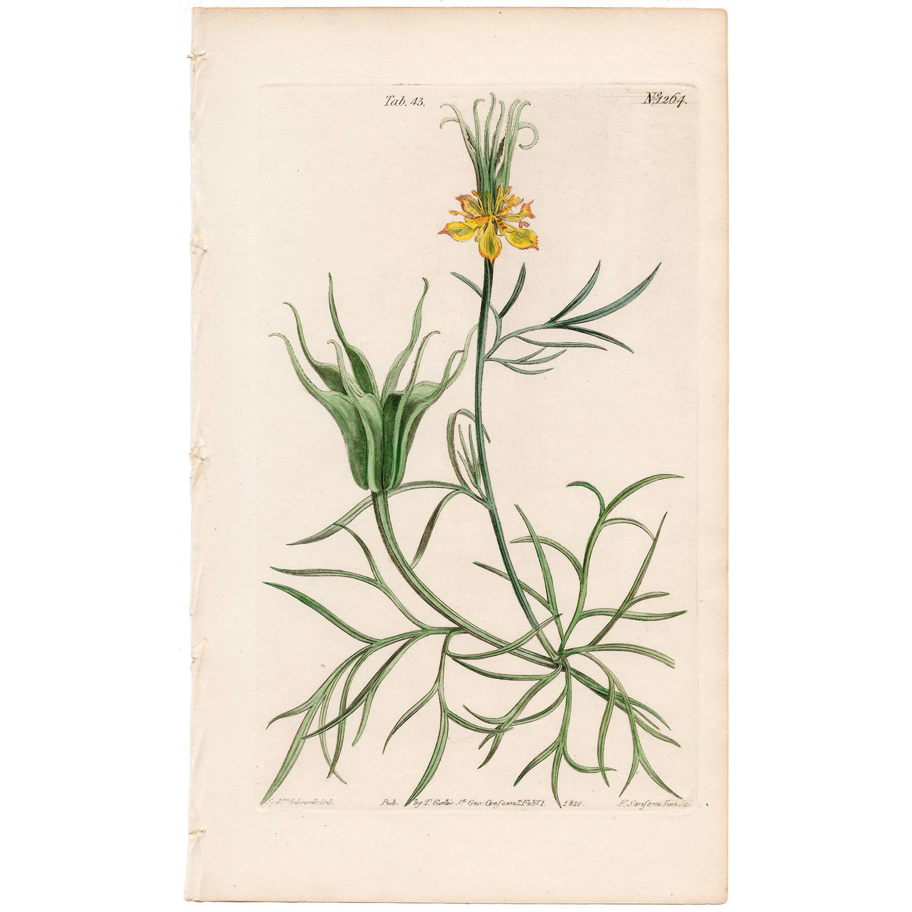 Curtis Plate 43 Oriental Fennel Flower