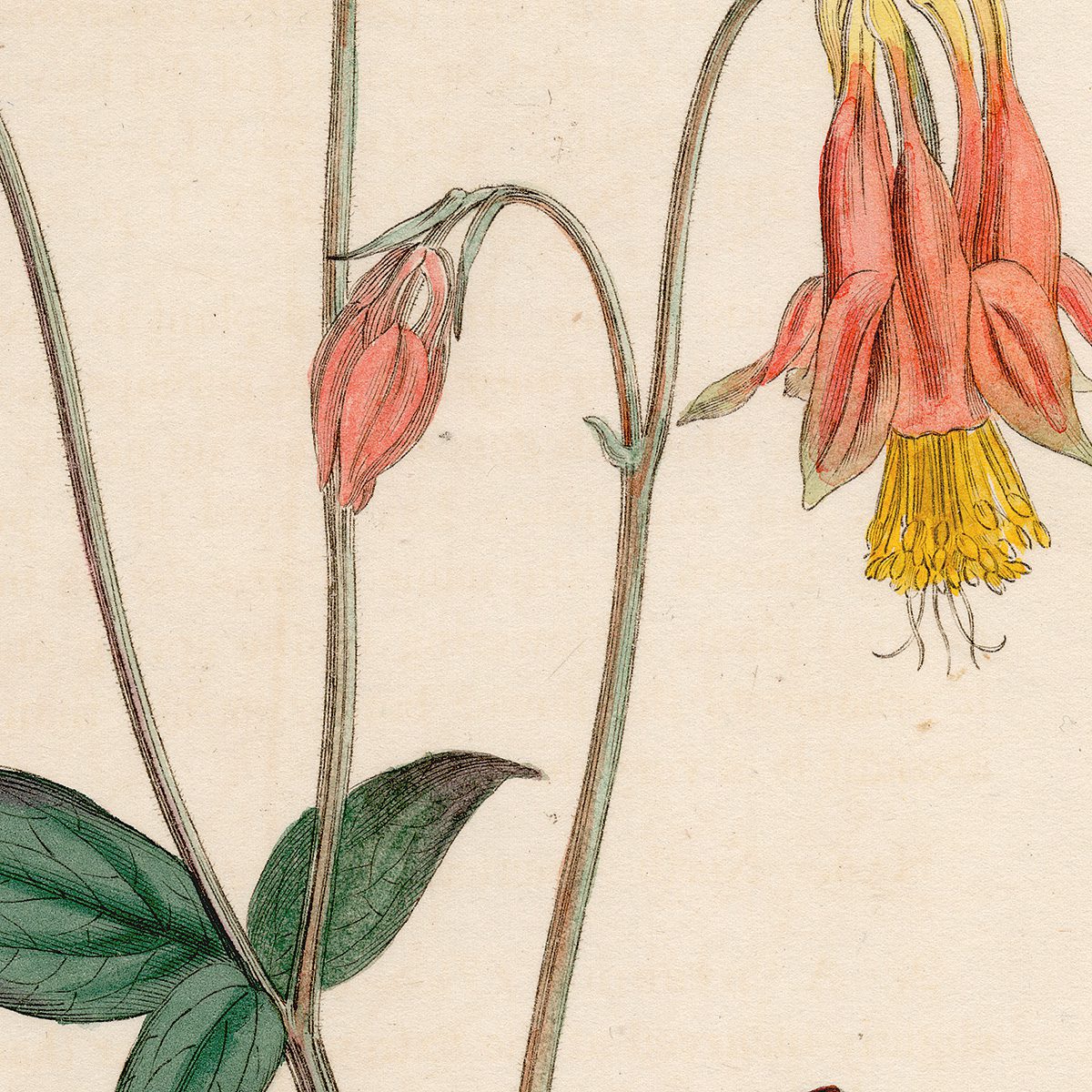 Curtis Plate 46 Canadian Columbine - Image 2