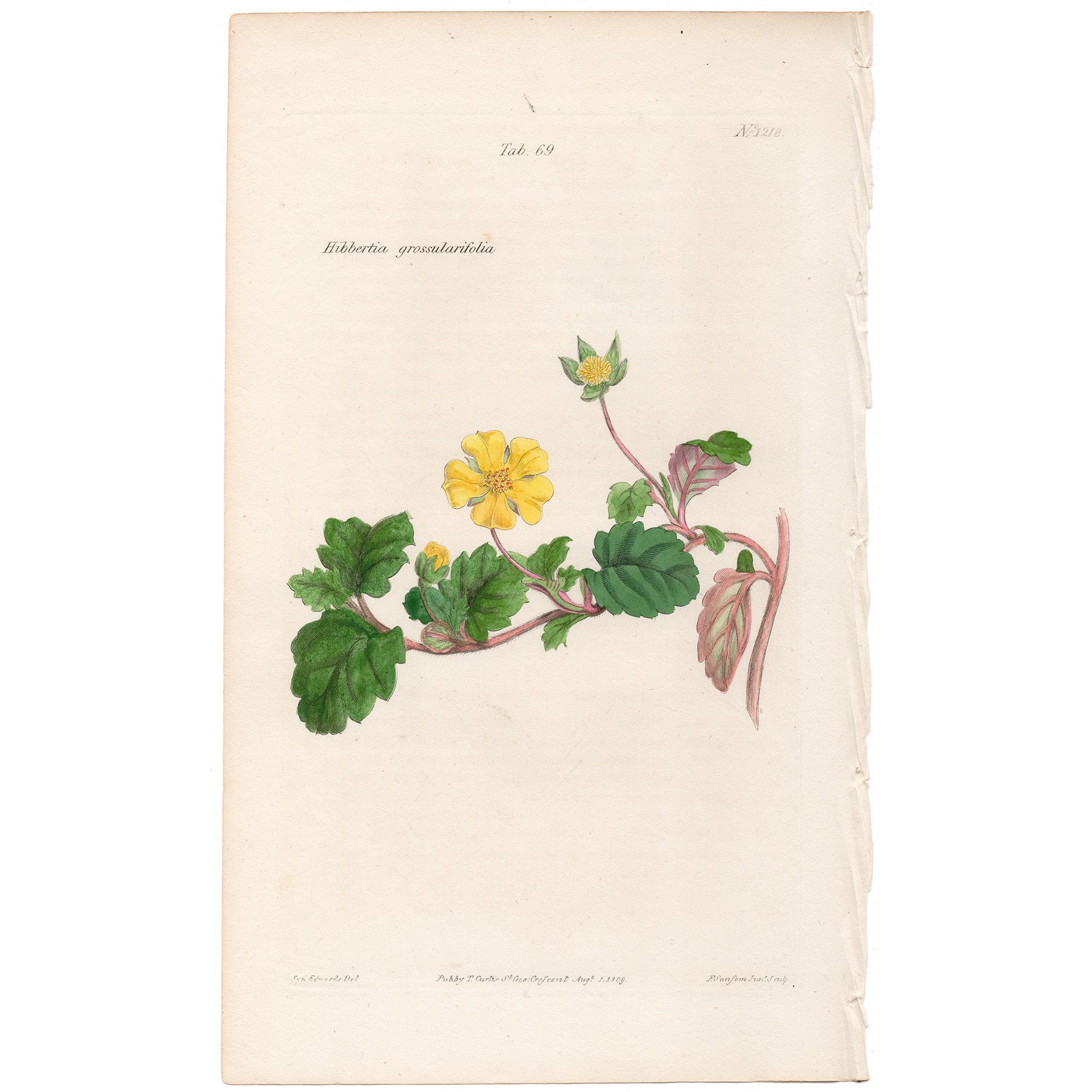 Curtis Plate 69 Gooseberry-leaved Hibbertia