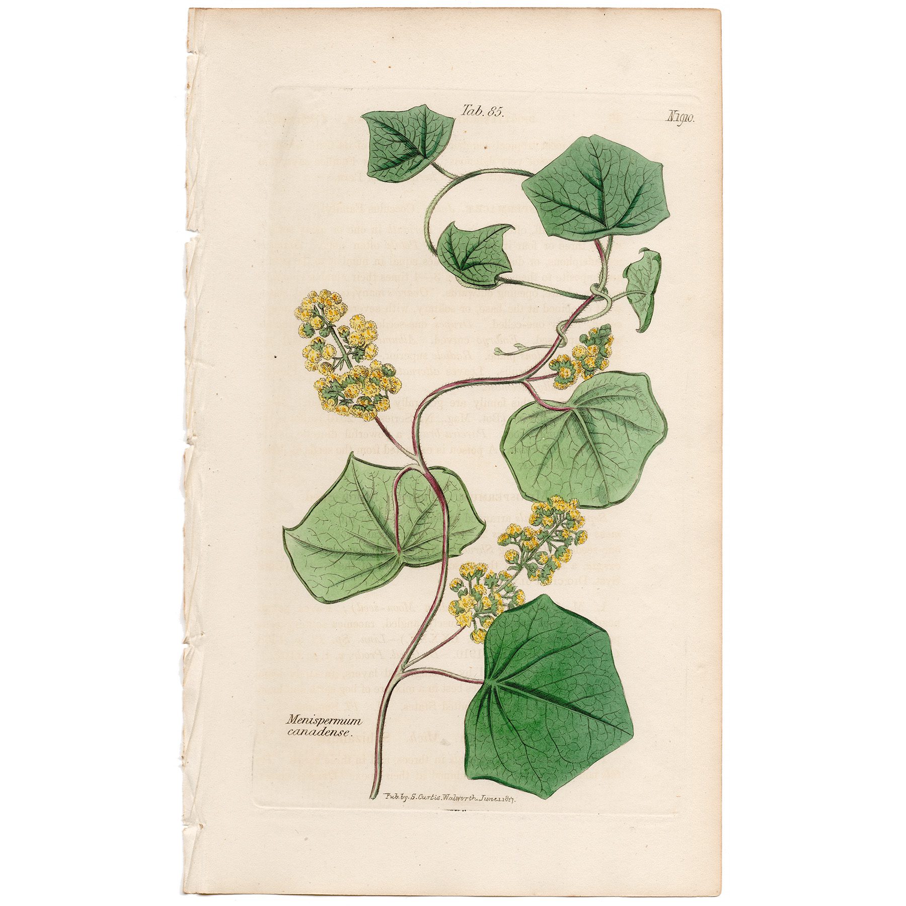 Curtis Plate 85 Canadian Moon-seed