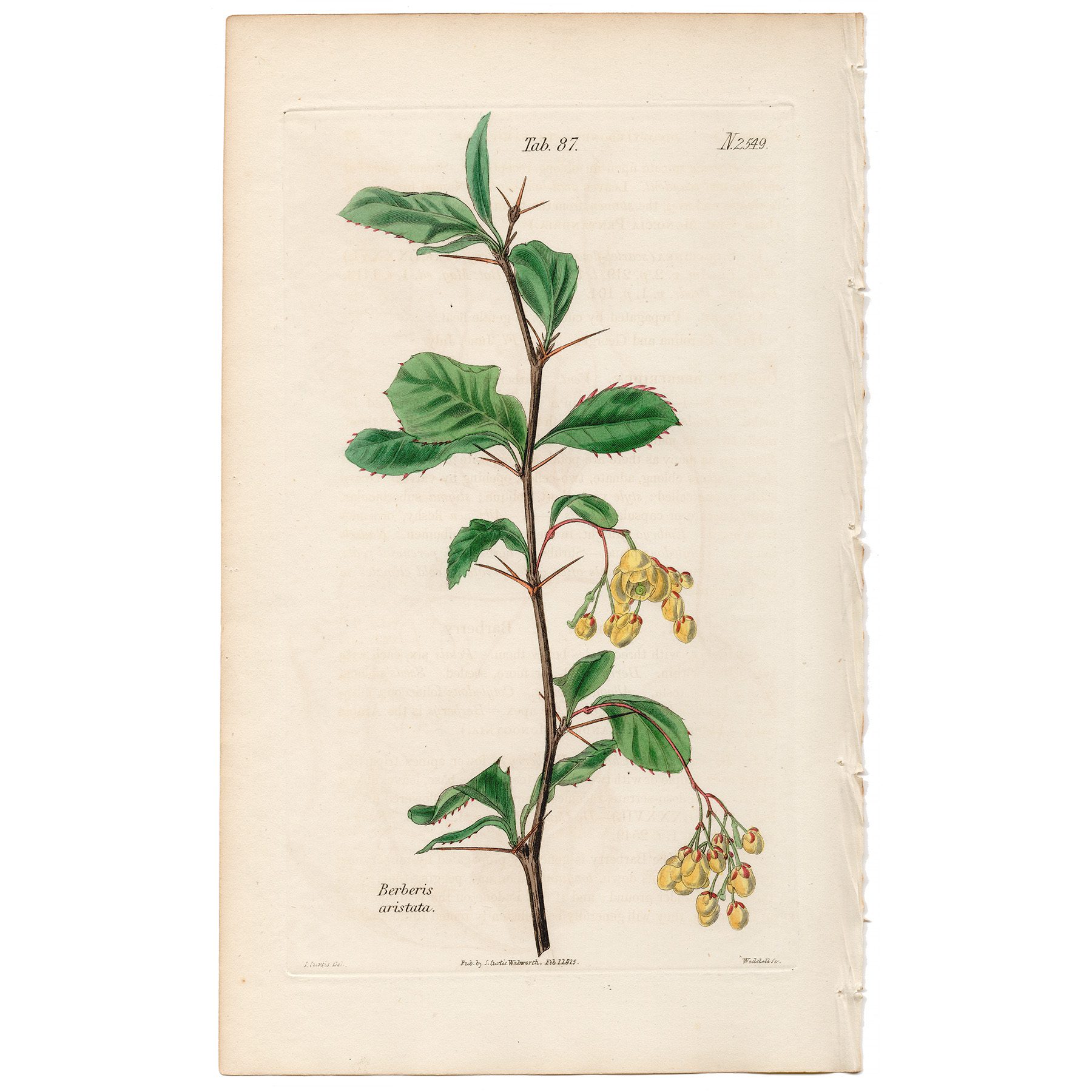 Curtis Plate 87 Chitrian Barberry