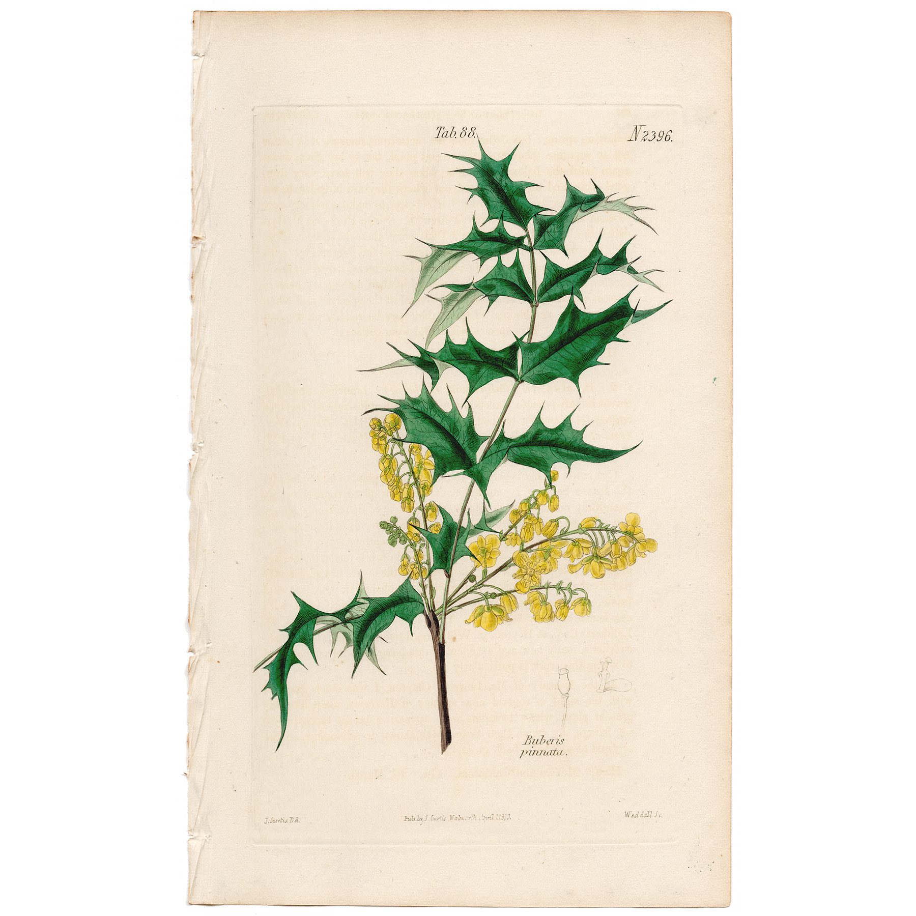 Curtis Plate 88 Californian Barberry