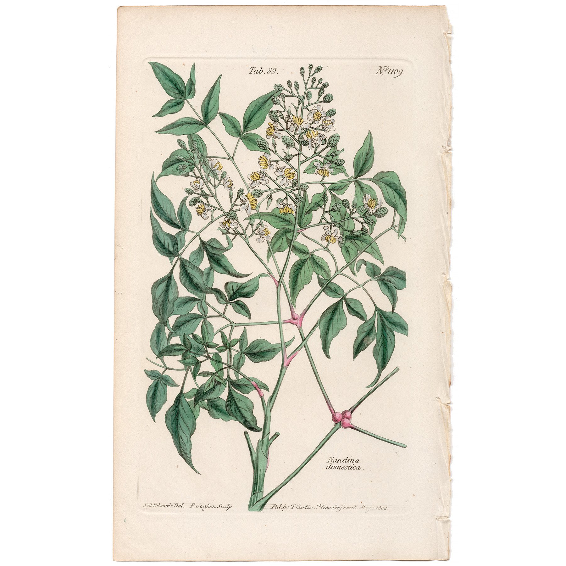 Curtis Plate 89 Garden Nandina