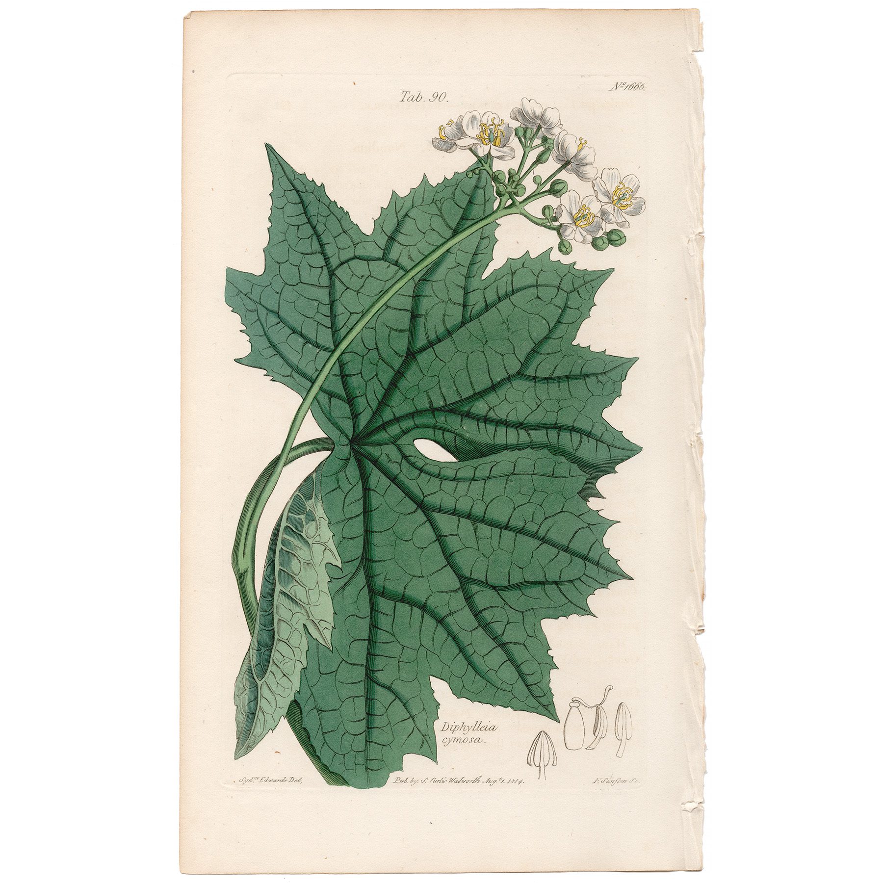 Curtis Plate 90 Cyme-flowered Diphylleia